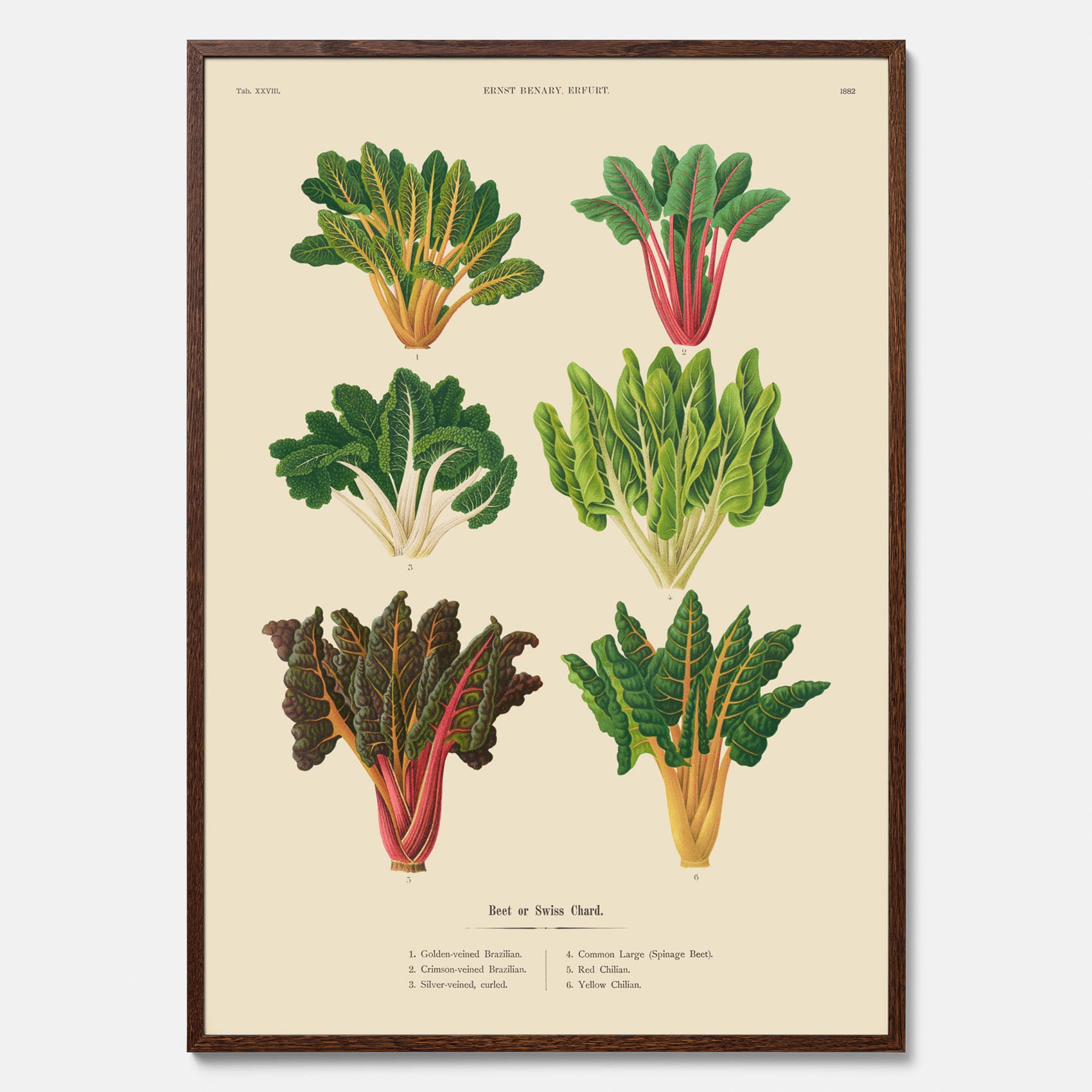 Kökstavla med mangold poster – Plansch med mangold, mangoldposter av Ernst Benary, mangoldtavla, tavla med mangold, skolposter, köksposter, poster till kök
