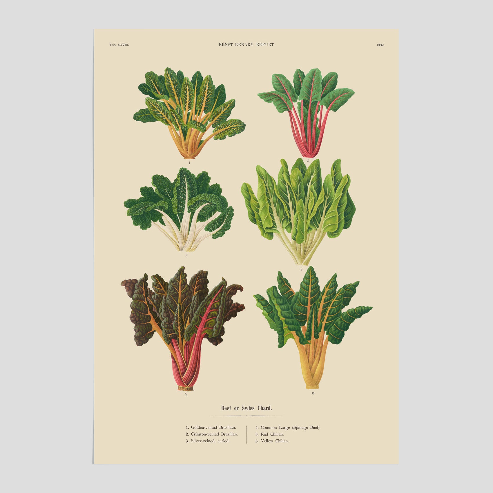 Kökstavla med mangold poster – Plansch med mangold, mangoldposter av Ernst Benary, mangoldtavla, tavla med mangold, skolposter, köksposter, poster till kök