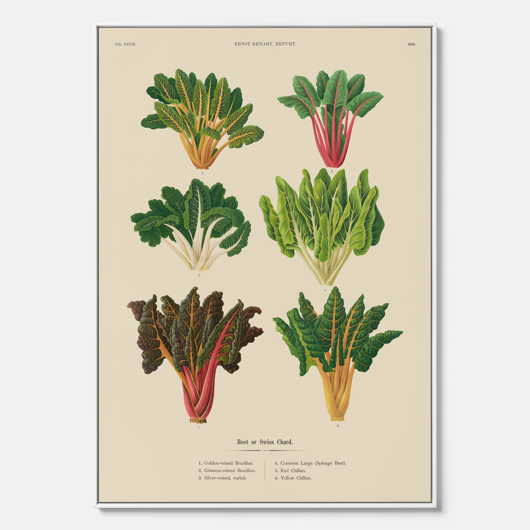 Kökstavla med mangold poster – Canvastavla med mangold, mangoldposter av Ernst Benary, mangoldtavla, tavla med mangold, skolposter, köksposter, poster till kök