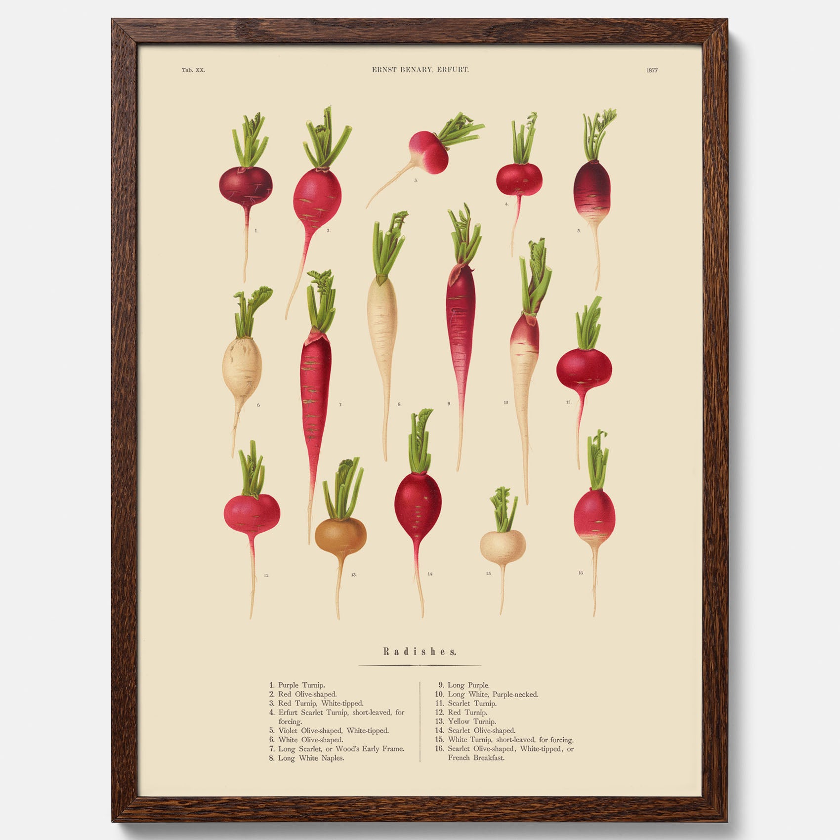 Kökstavla med Rädisor poster – Plansch med grönsaker, rädis-poster av Ernst Benary, rädistavla, tavla med rädisor, skolposter, köksposter, poster till kök
