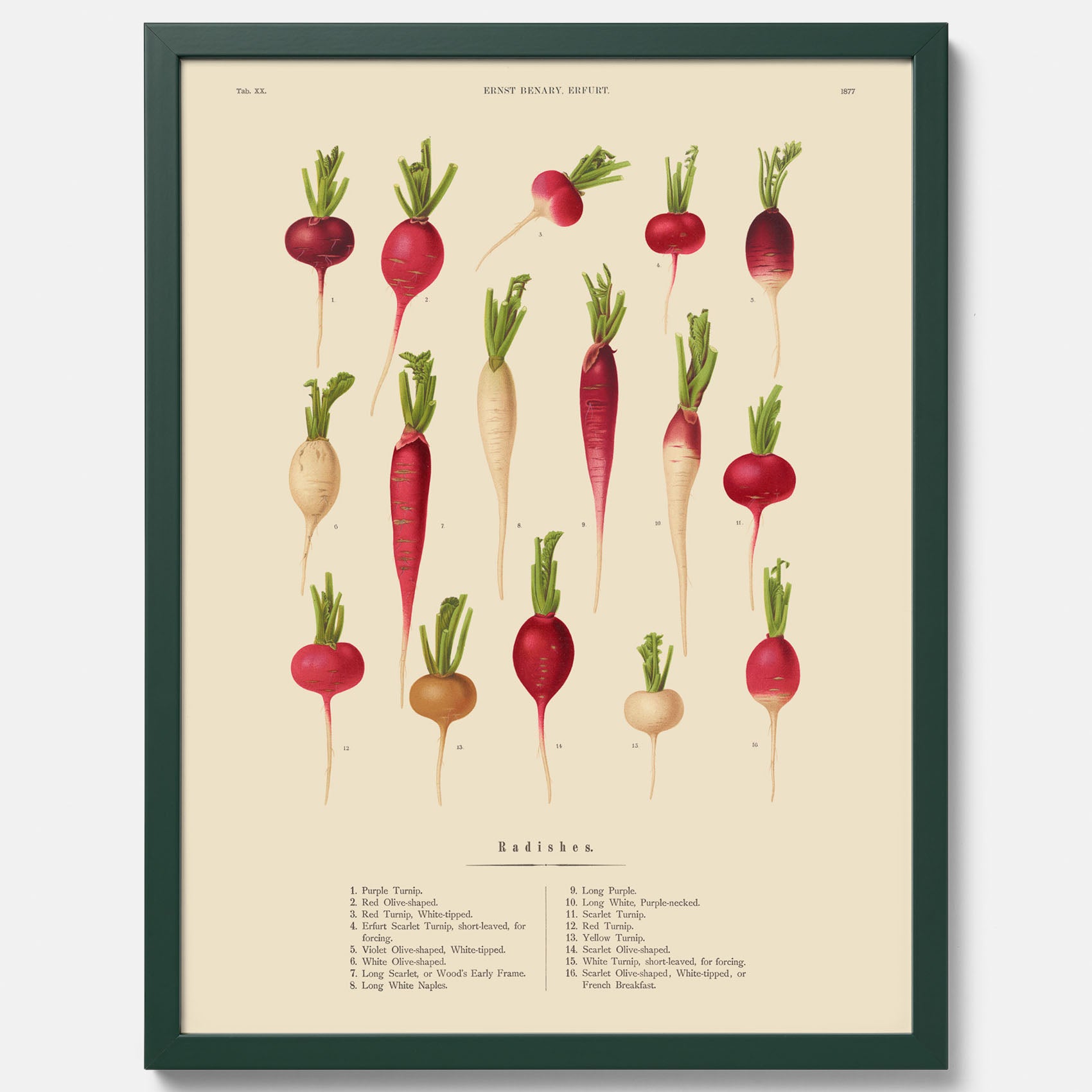 Kökstavla med Rädisor poster – Plansch med grönsaker, rädis-poster av Ernst Benary, rädistavla, tavla med rädisor, skolposter, köksposter, poster till kök