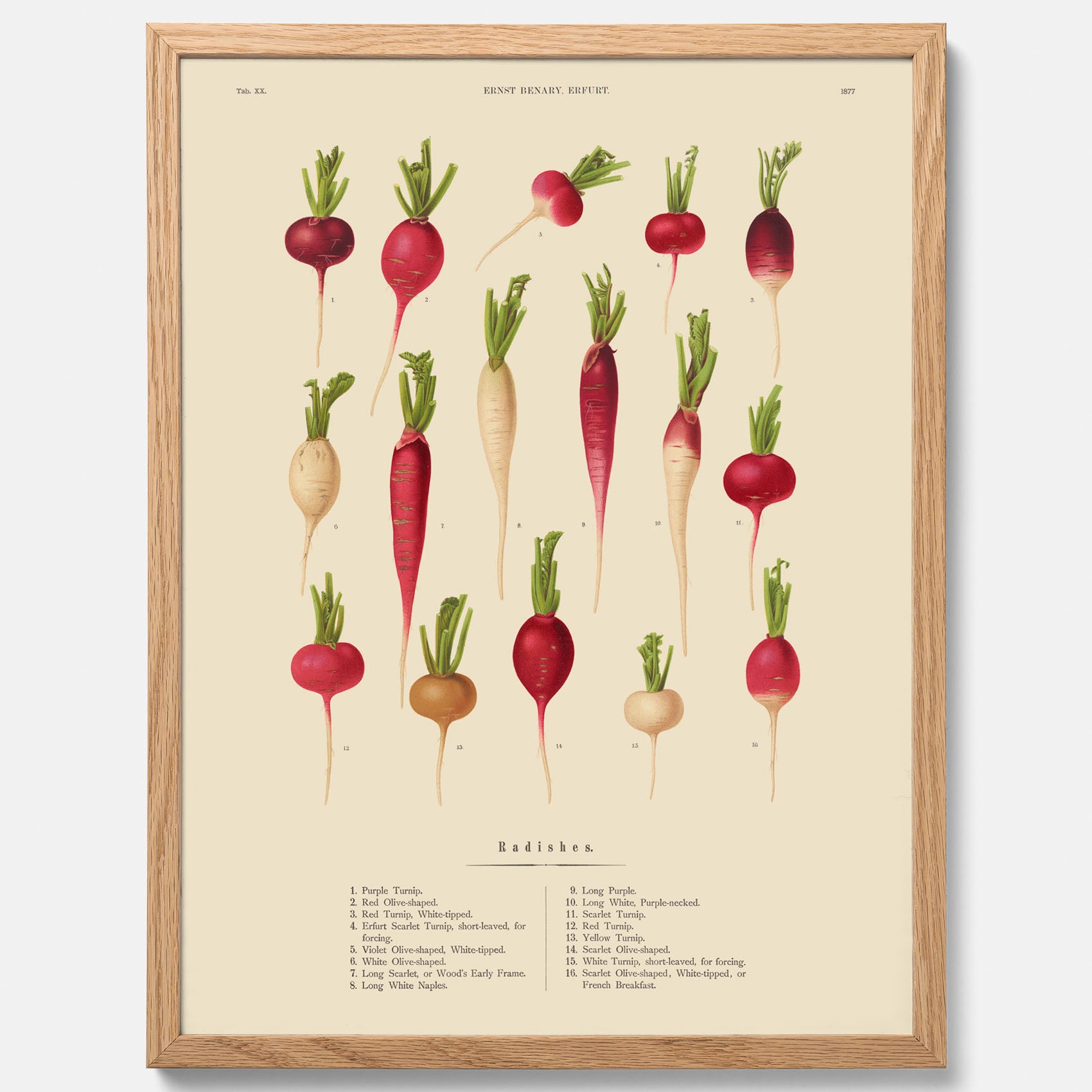 Kökstavla med Rädisor poster – Plansch med grönsaker, rädis-poster av Ernst Benary, rädistavla, tavla med rädisor, skolposter, köksposter, poster till kök