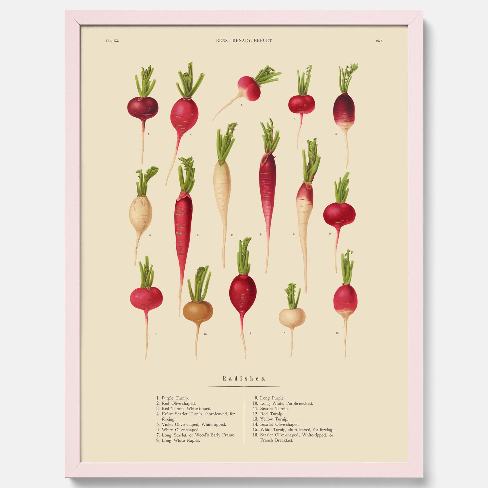 Kökstavla med Rädisor poster – Plansch med grönsaker, rädis-poster av Ernst Benary, rädistavla, tavla med rädisor, skolposter, köksposter, poster till kök