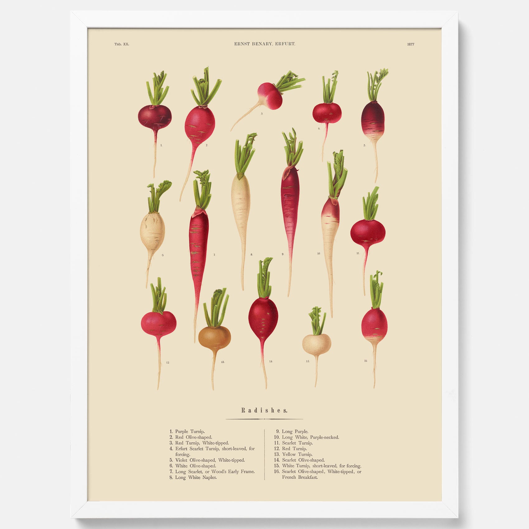 Kökstavla med Rädisor poster – Plansch med grönsaker, rädis-poster av Ernst Benary, rädistavla, tavla med rädisor, skolposter, köksposter, poster till kök