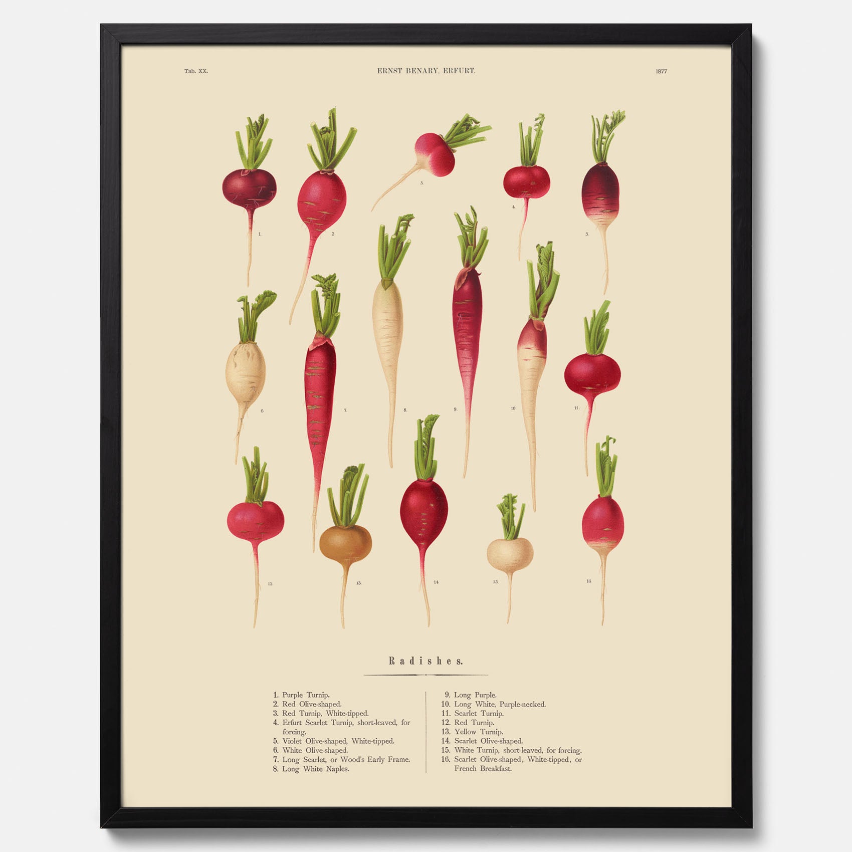 Kökstavla med Rädisor poster – Plansch med grönsaker, rädis-poster av Ernst Benary, rädistavla, tavla med rädisor, skolposter, köksposter, poster till kök