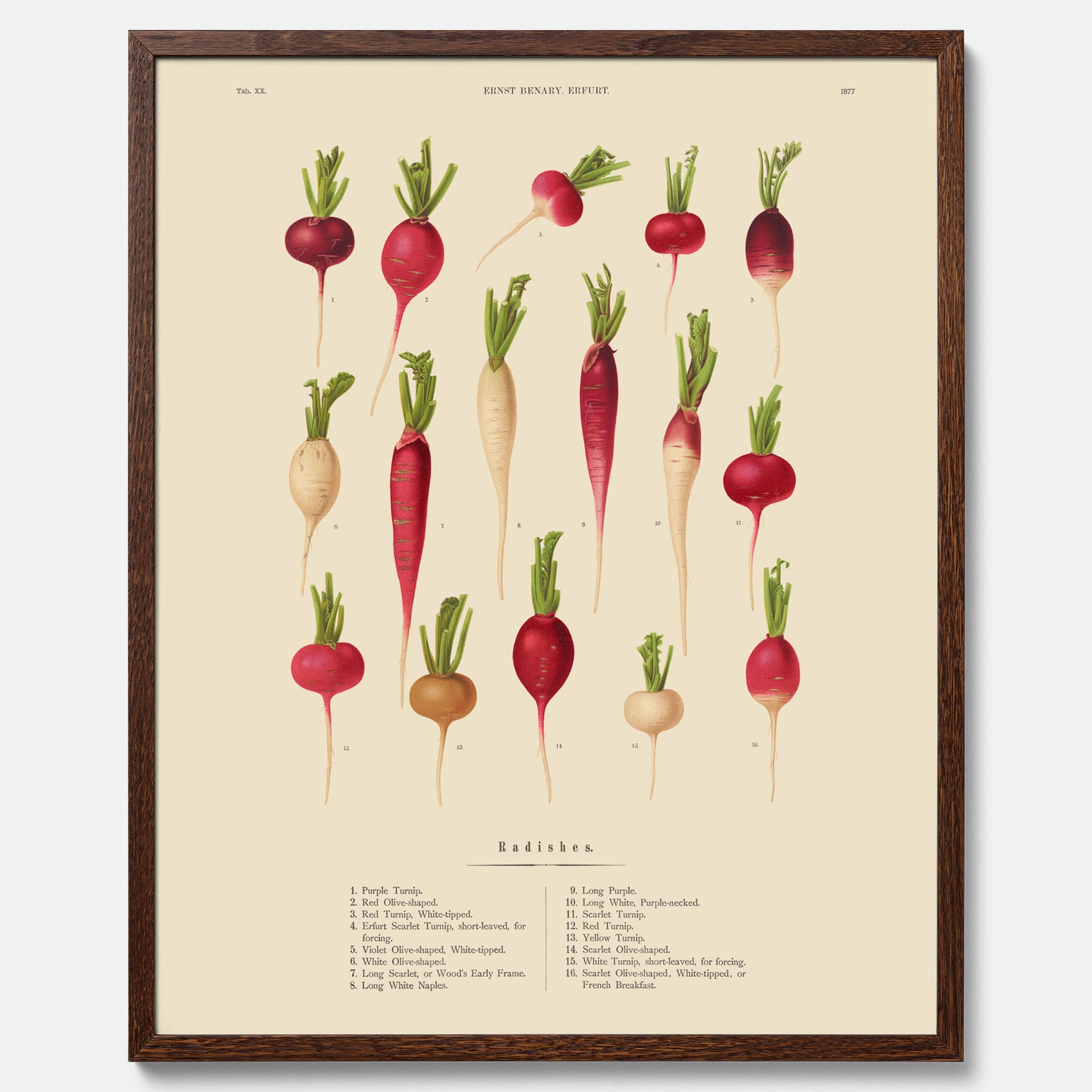 Kökstavla med Rädisor poster – Plansch med grönsaker, rädis-poster av Ernst Benary, rädistavla, tavla med rädisor, skolposter, köksposter, poster till kök