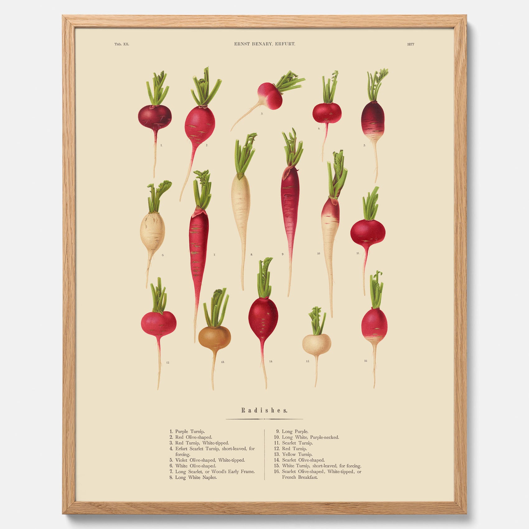 Kökstavla med Rädisor poster – Plansch med grönsaker, rädis-poster av Ernst Benary, rädistavla, tavla med rädisor, skolposter, köksposter, poster till kök