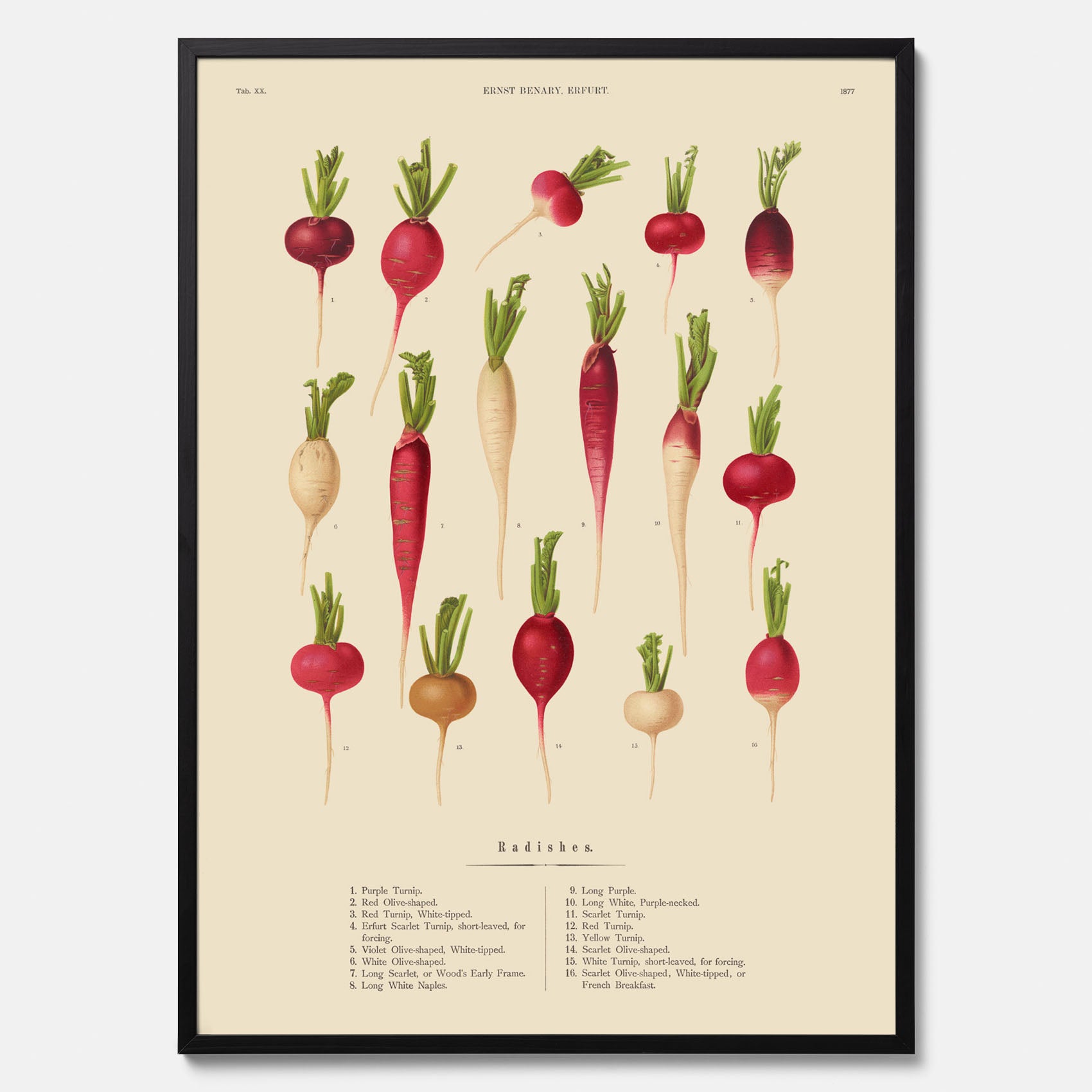 Kökstavla med Rädisor poster – Plansch med grönsaker, rädis-poster av Ernst Benary, rädistavla, tavla med rädisor, skolposter, köksposter, poster till kök