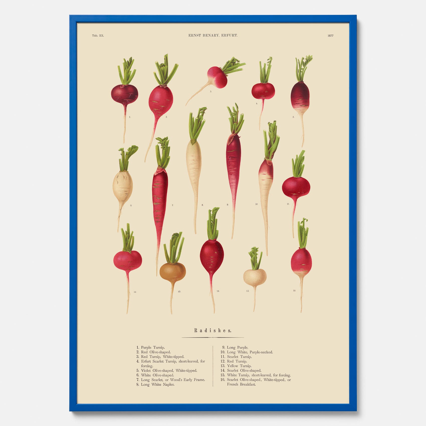 Kökstavla med Rädisor poster – Plansch med grönsaker, rädis-poster av Ernst Benary, rädistavla, tavla med rädisor, skolposter, köksposter, poster till kök