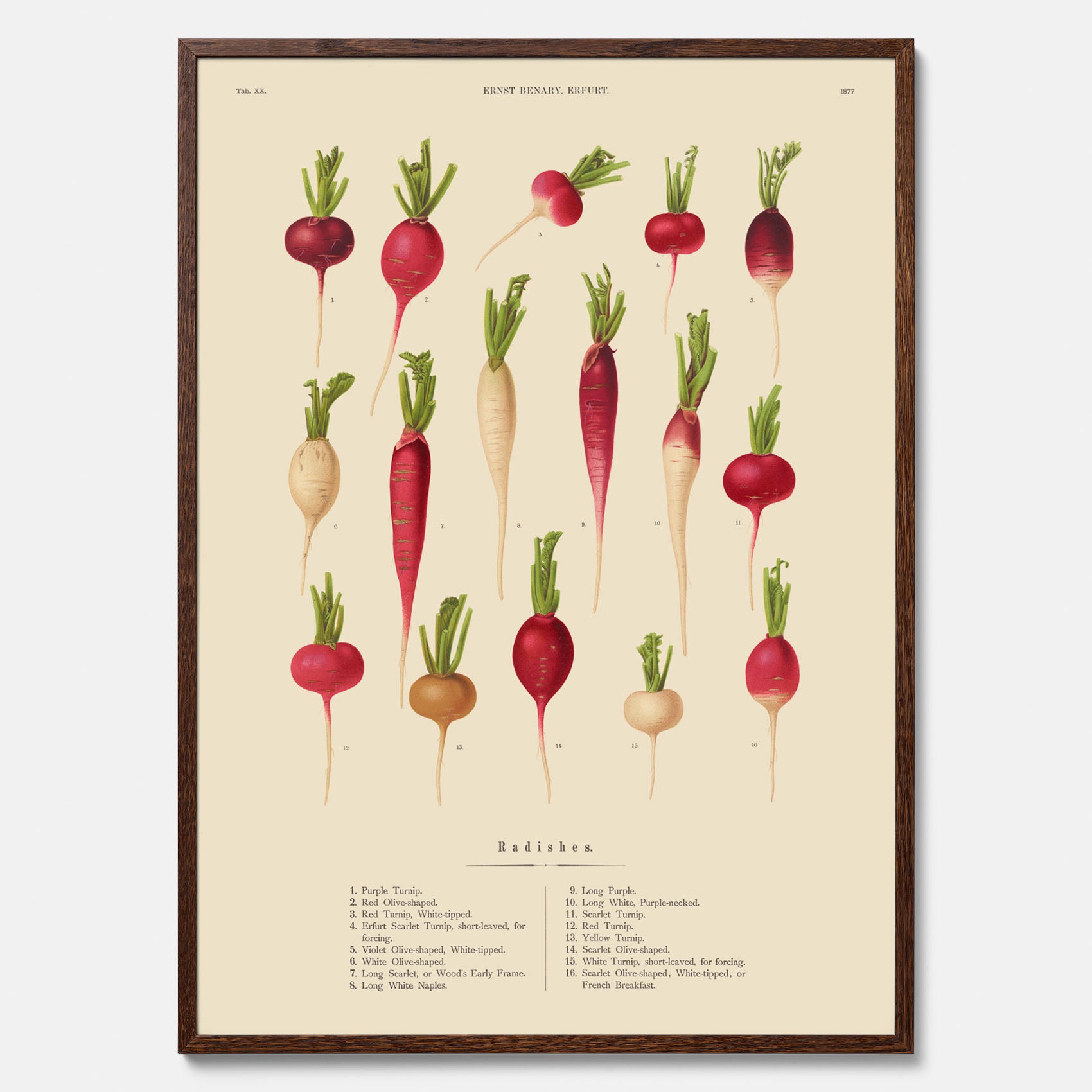 Kökstavla med Rädisor poster – Plansch med grönsaker, rädis-poster av Ernst Benary, rädistavla, tavla med rädisor, skolposter, köksposter, poster till kök