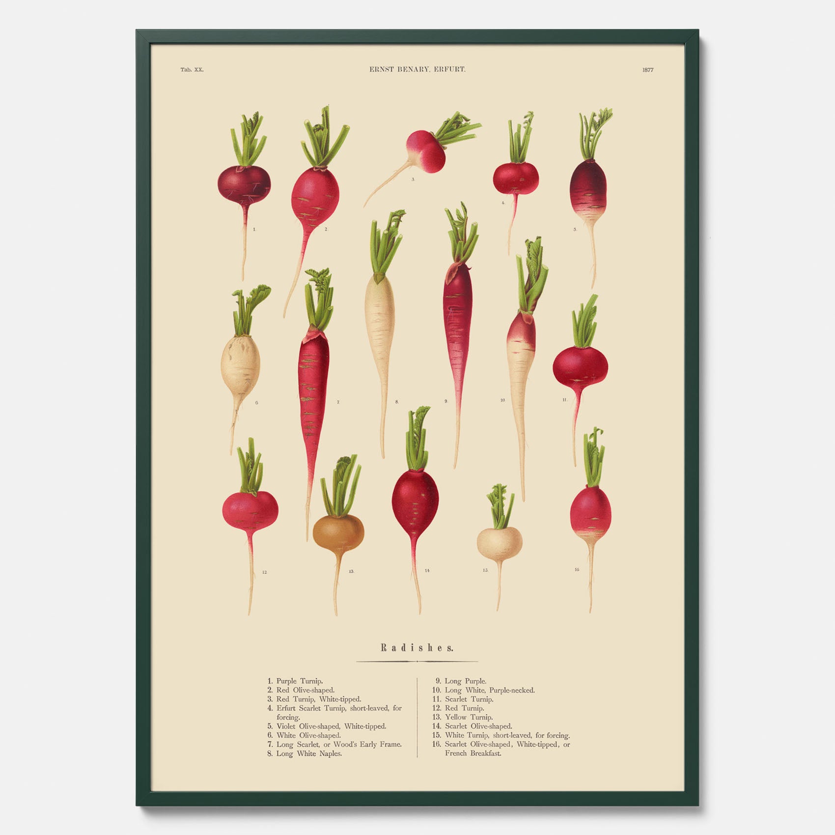 Kökstavla med Rädisor poster – Plansch med grönsaker, rädis-poster av Ernst Benary, rädistavla, tavla med rädisor, skolposter, köksposter, poster till kök