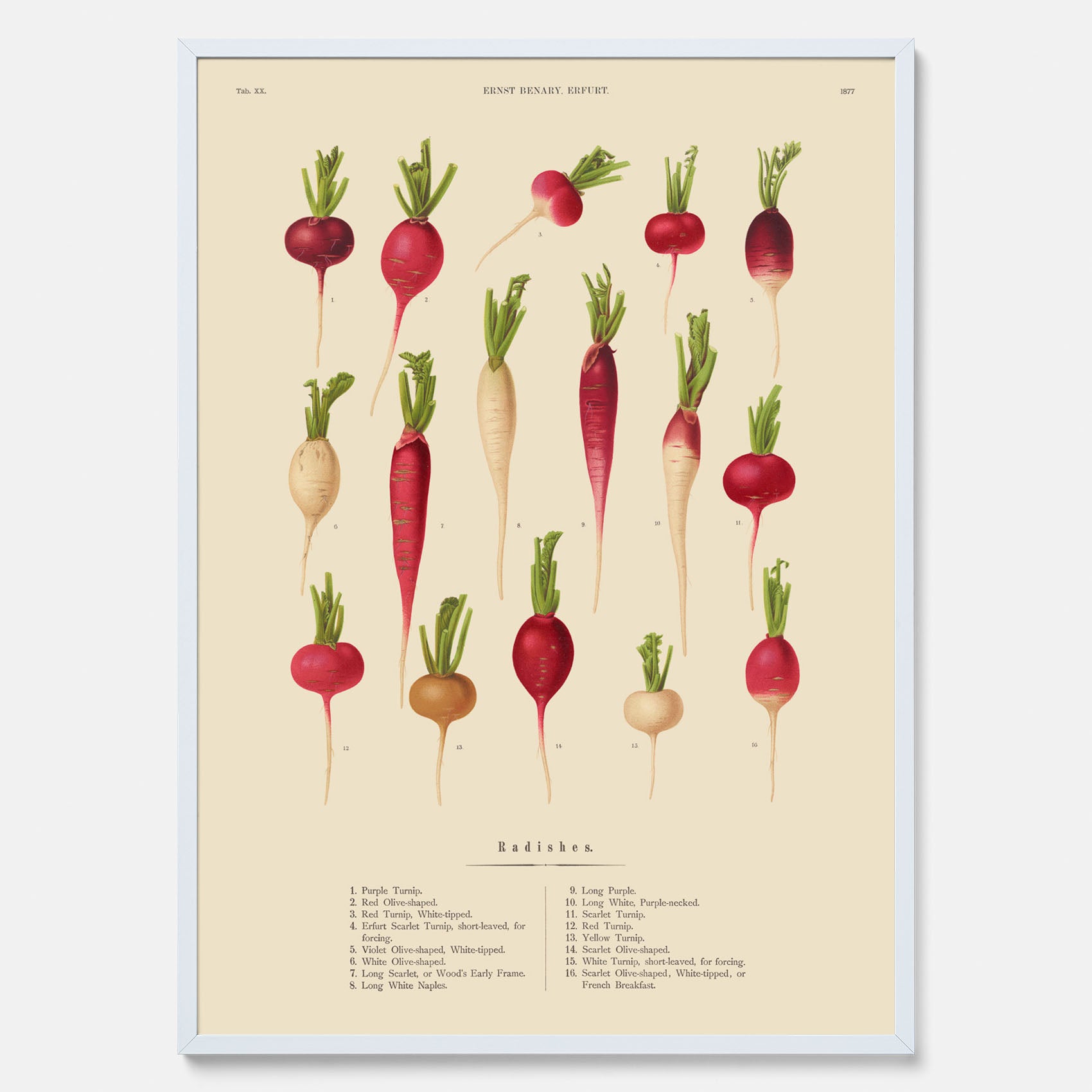 Kökstavla med Rädisor poster – Plansch med grönsaker, rädis-poster av Ernst Benary, rädistavla, tavla med rädisor, skolposter, köksposter, poster till kök