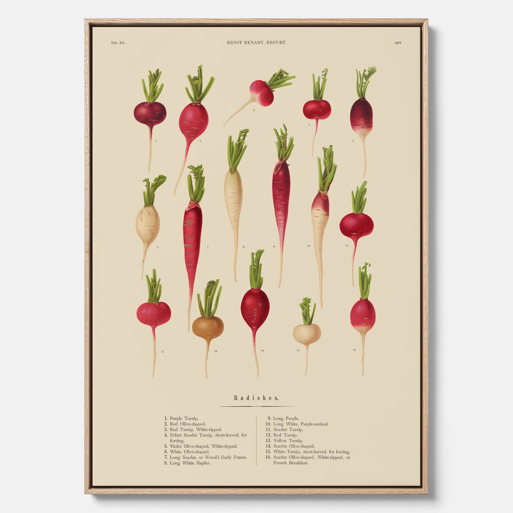 Tavla på canvas med Rädisor poster – Plansch med grönsaker, rädis-poster av Ernst Benary, rädistavla, tavla med rädisor, skolposter, köksposter, poster till kök