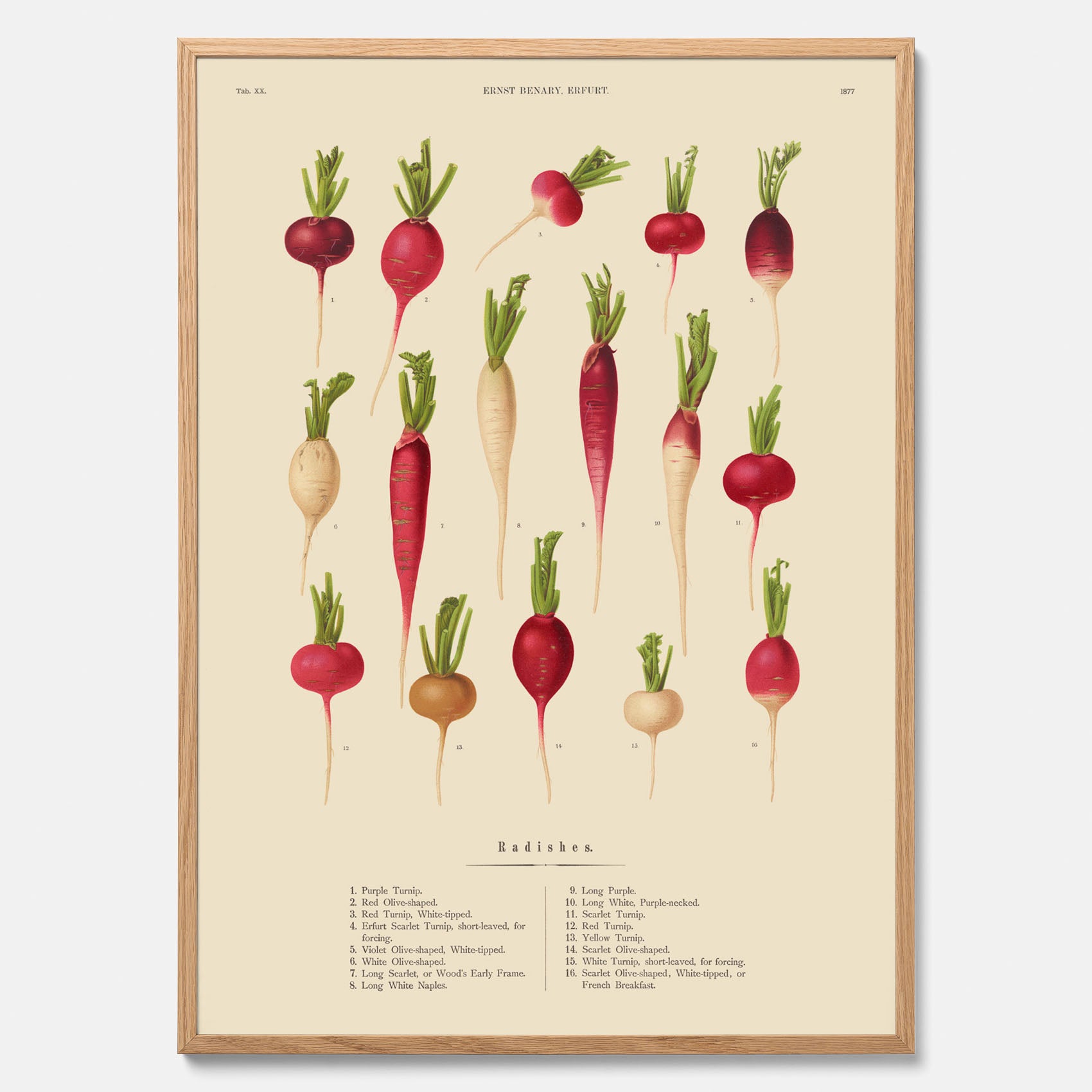 Kökstavla med Rädisor poster – Plansch med grönsaker, rädis-poster av Ernst Benary, rädistavla, tavla med rädisor, skolposter, köksposter, poster till kök