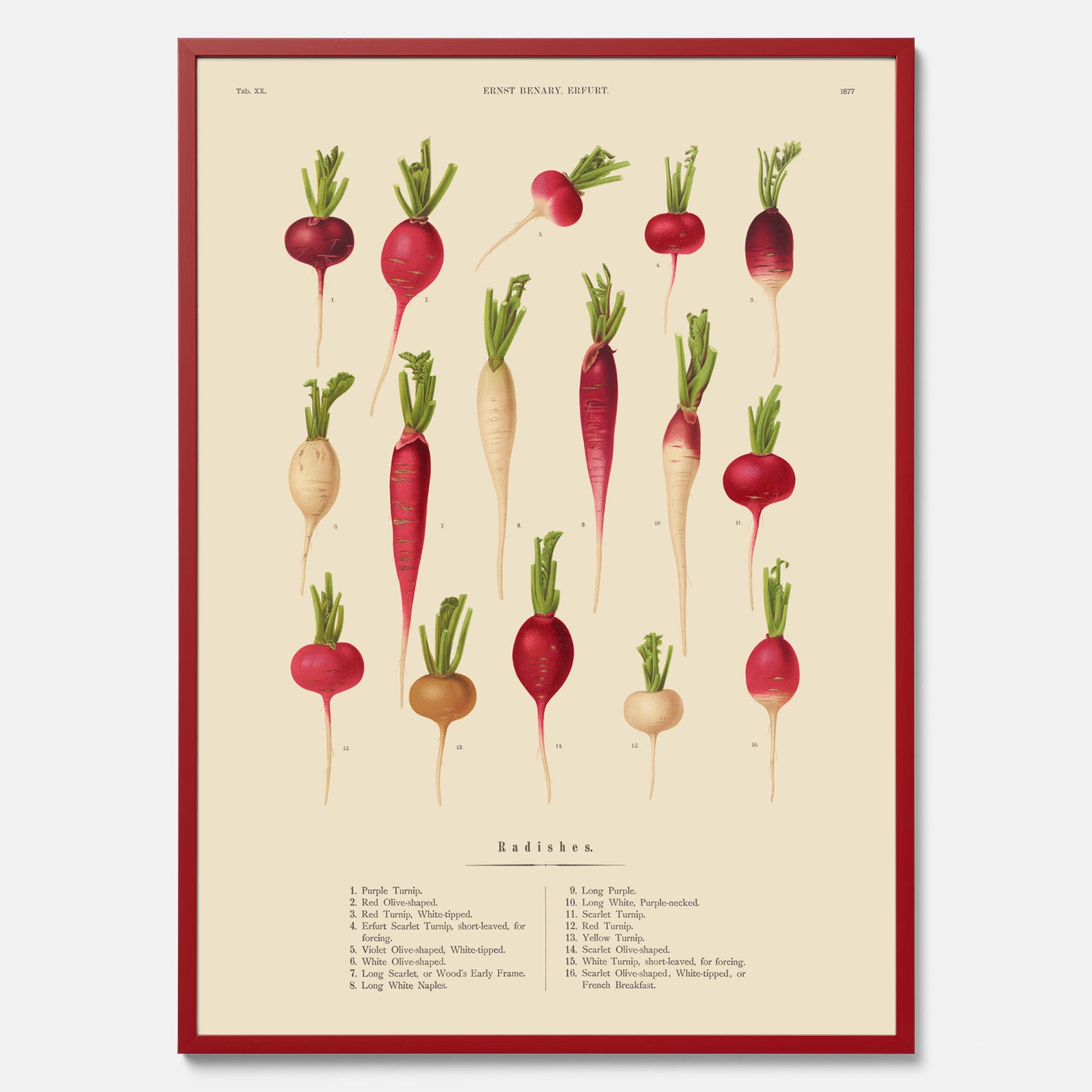 Kökstavla med Rädisor poster – Plansch med grönsaker, rädis-poster av Ernst Benary, rädistavla, tavla med rädisor, skolposter, köksposter, poster till kök