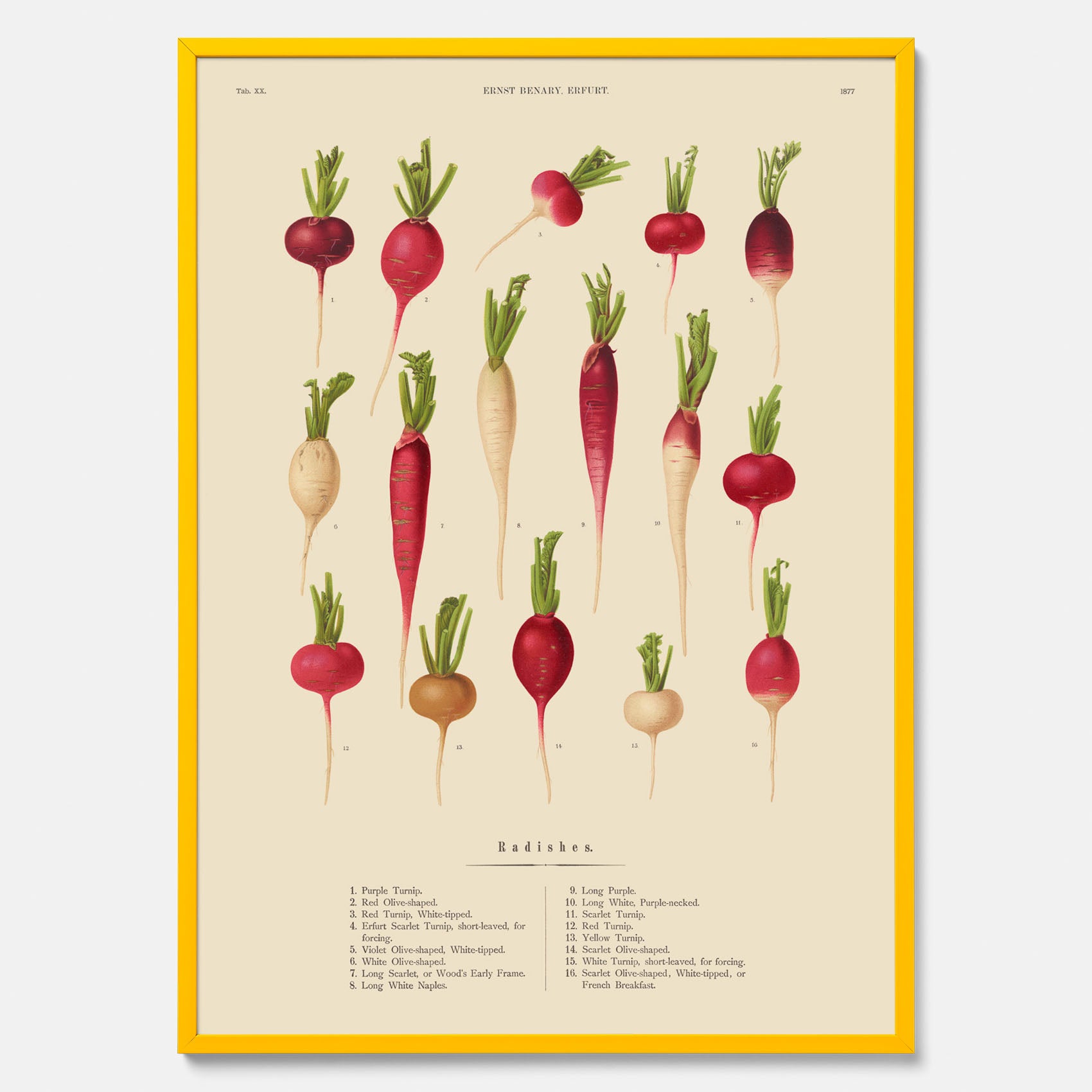 Kökstavla med Rädisor poster – Plansch med grönsaker, rädis-poster av Ernst Benary, rädistavla, tavla med rädisor, skolposter, köksposter, poster till kök