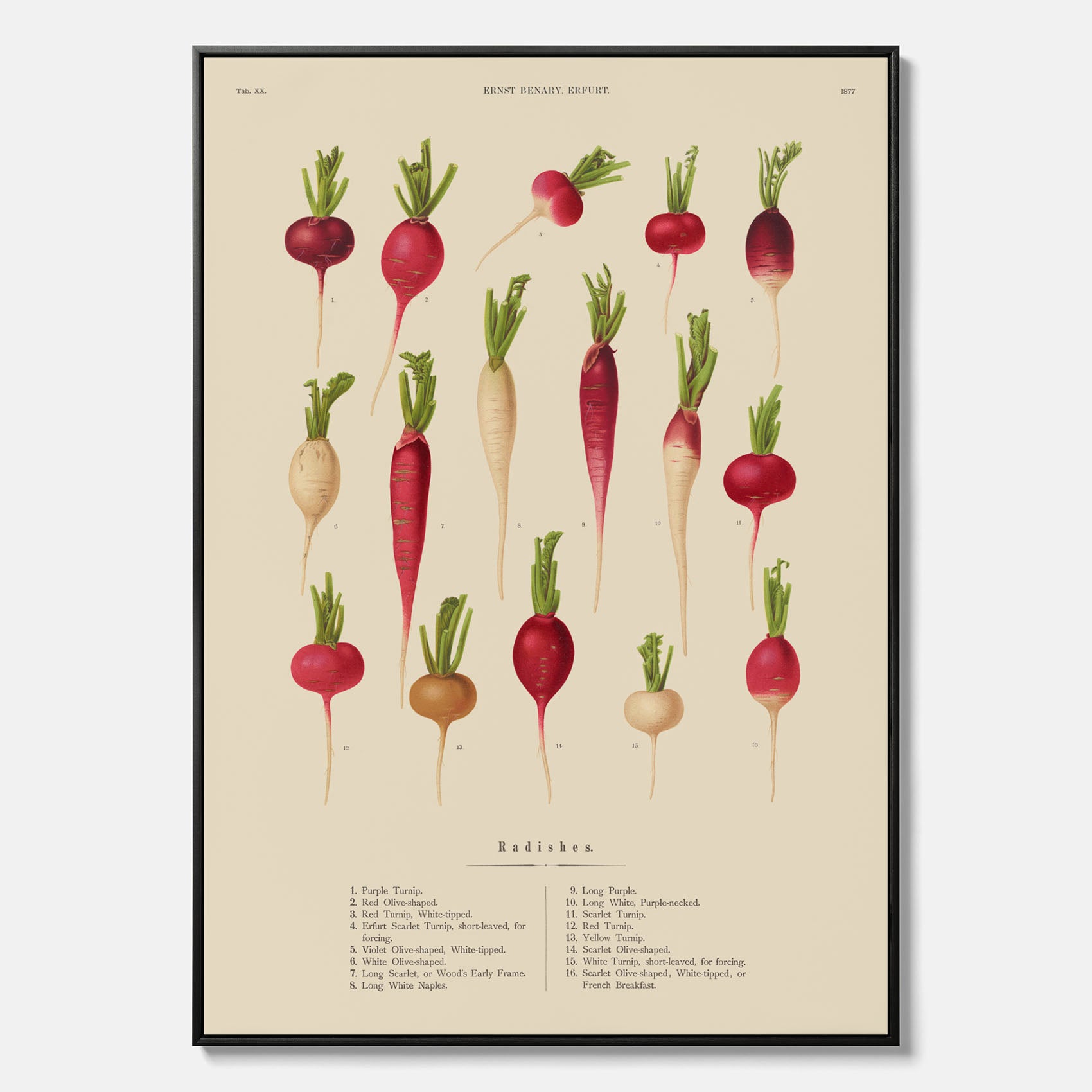 Tavla på canvas med Rädisor poster – Plansch med grönsaker, rädis-poster av Ernst Benary, rädistavla, tavla med rädisor, skolposter, köksposter, poster till kök