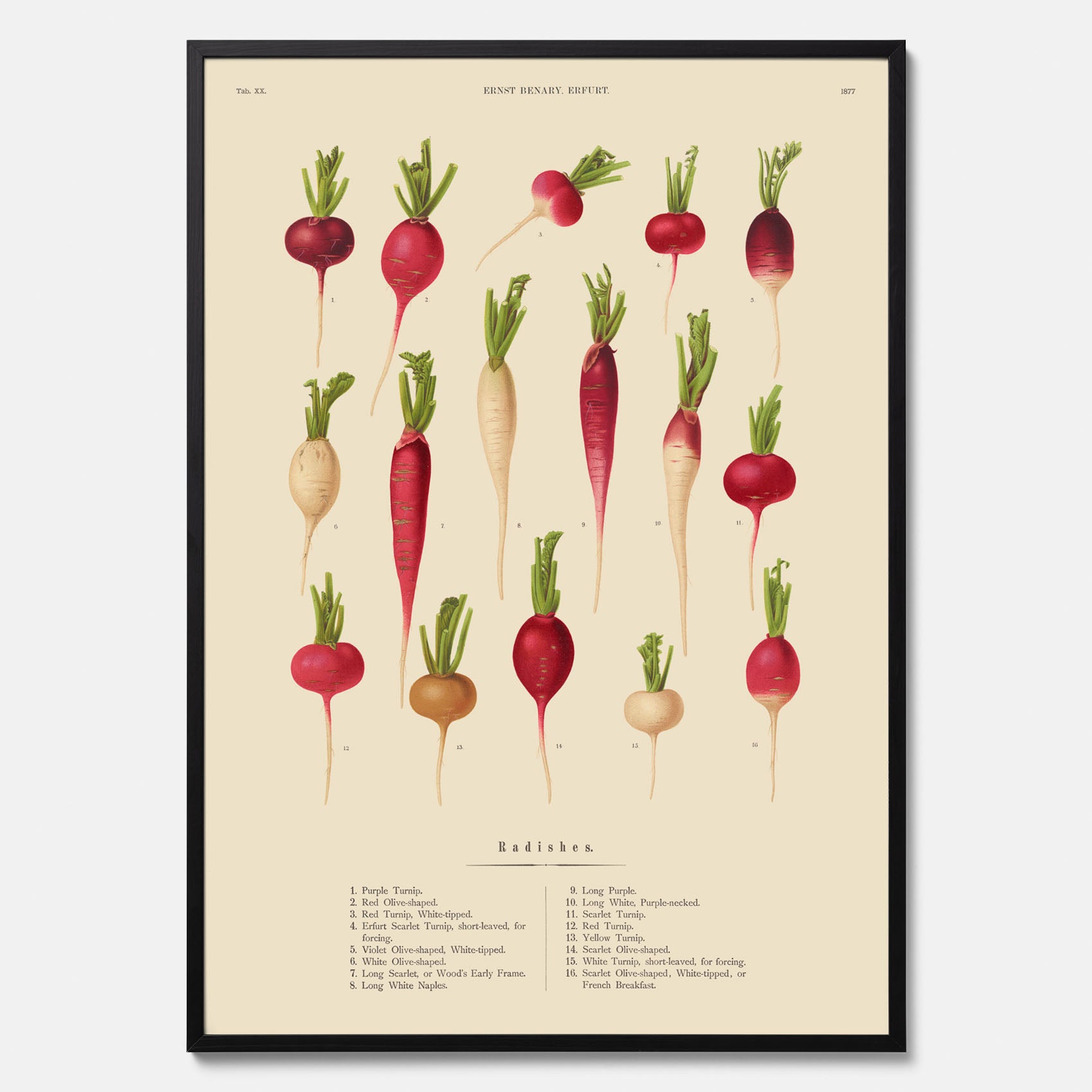 Kökstavla med Rädisor poster – Plansch med grönsaker, rädis-poster av Ernst Benary, rädistavla, tavla med rädisor, skolposter, köksposter, poster till kök