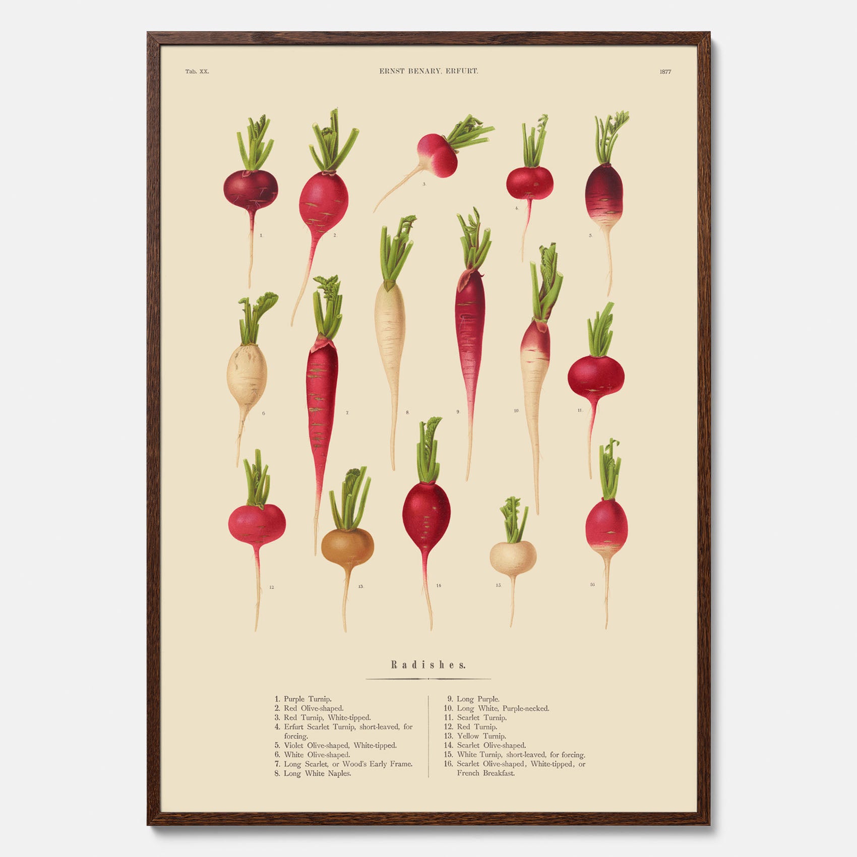 Kökstavla med Rädisor poster – Plansch med grönsaker, rädis-poster av Ernst Benary, rädistavla, tavla med rädisor, skolposter, köksposter, poster till kök