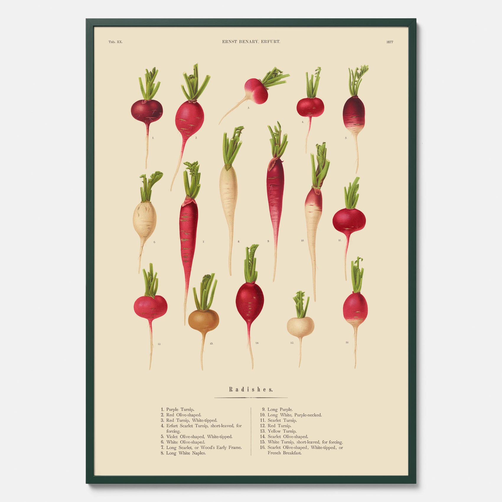 Kökstavla med Rädisor poster – Plansch med grönsaker, rädis-poster av Ernst Benary, rädistavla, tavla med rädisor, skolposter, köksposter, poster till kök