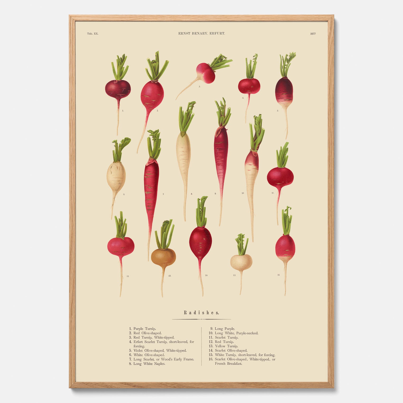 Kökstavla med Rädisor poster – Plansch med grönsaker, rädis-poster av Ernst Benary, rädistavla, tavla med rädisor, skolposter, köksposter, poster till kök