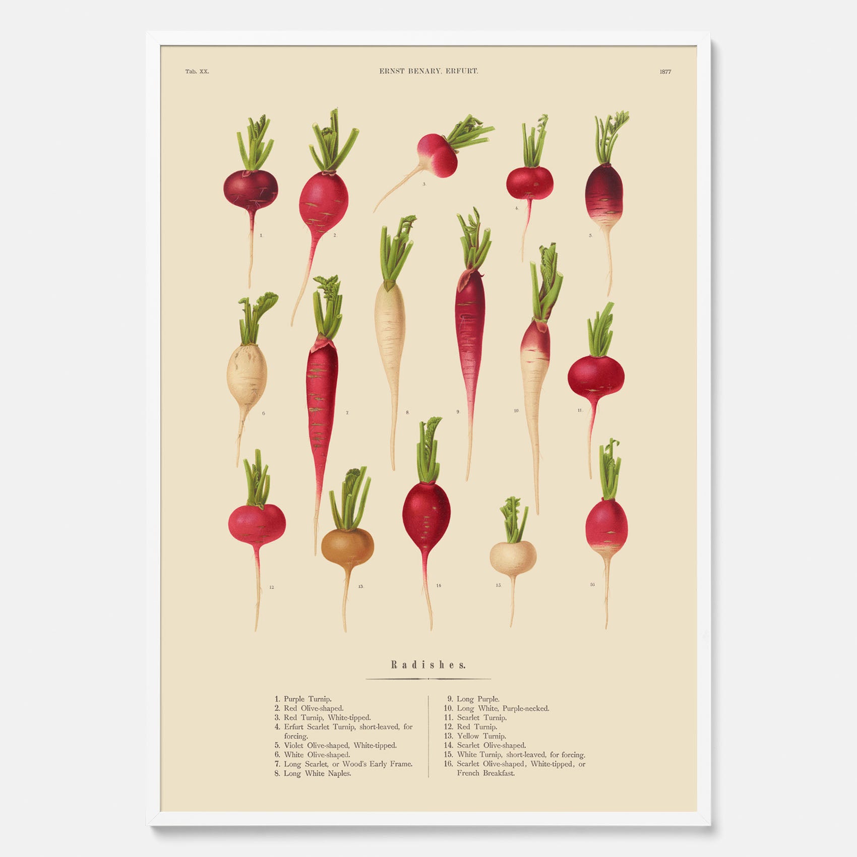 Kökstavla med Rädisor poster – Plansch med grönsaker, rädis-poster av Ernst Benary, rädistavla, tavla med rädisor, skolposter, köksposter, poster till kök