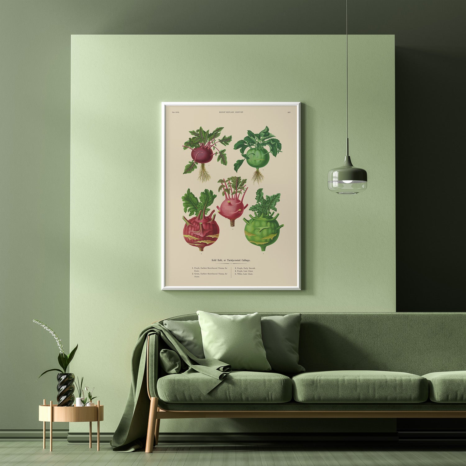 Kökstavla med Kålrabbi & Kålrot poster – Plansch med kålrabbi, kålrotposter av Ernst Benary, tavla med kålrabbi och kålrot, skolposter, köksposter, poster till kök