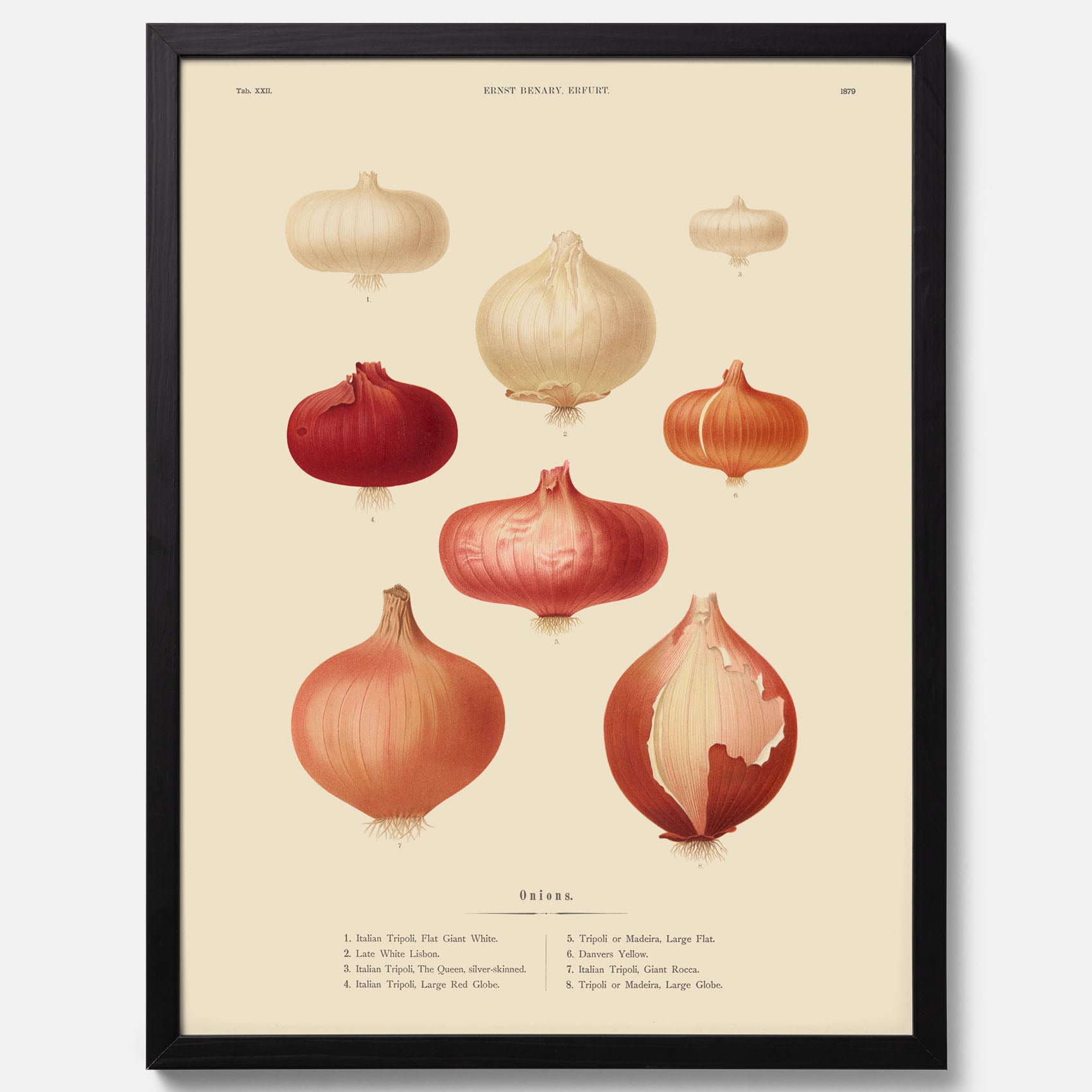 Kökstavla med lökar poster – Plansch med lökar, lökposter av Ernst Benary, tavla med lök, skolposter, köksposter, poster till kök