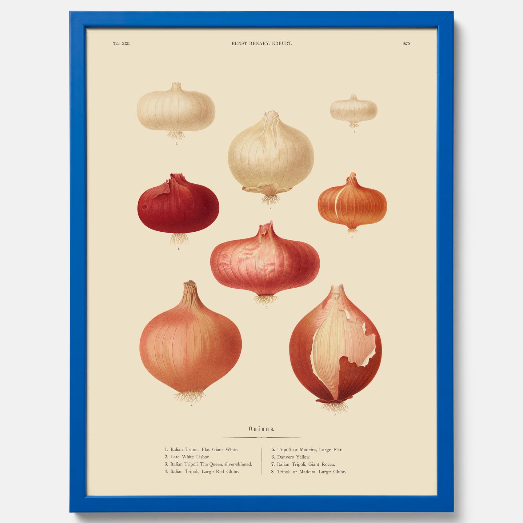 Kökstavla med lökar poster – Plansch med lökar, lökposter av Ernst Benary, tavla med lök, skolposter, köksposter, poster till kök