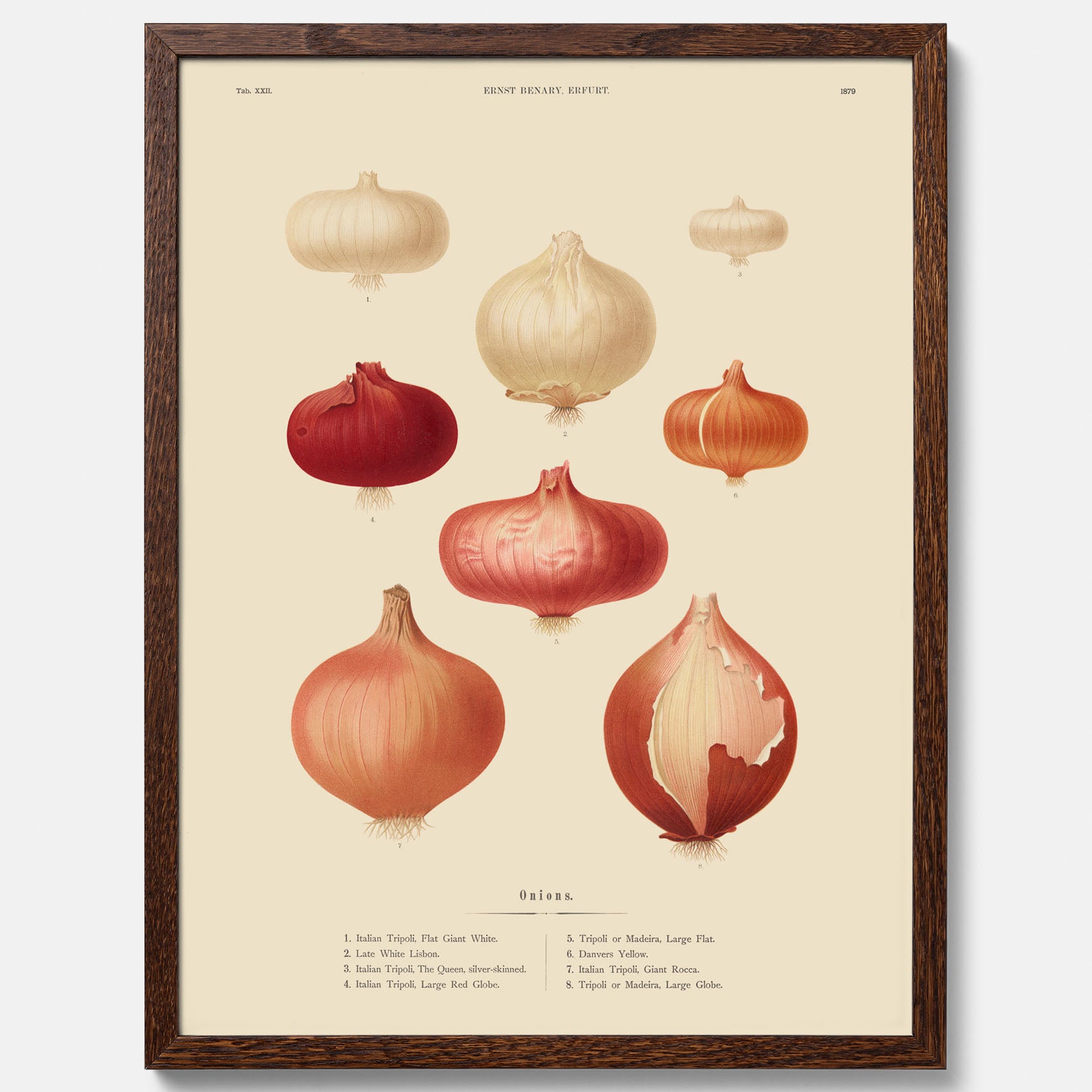 Kökstavla med lökar poster – Plansch med lökar, lökposter av Ernst Benary, tavla med lök, skolposter, köksposter, poster till kök