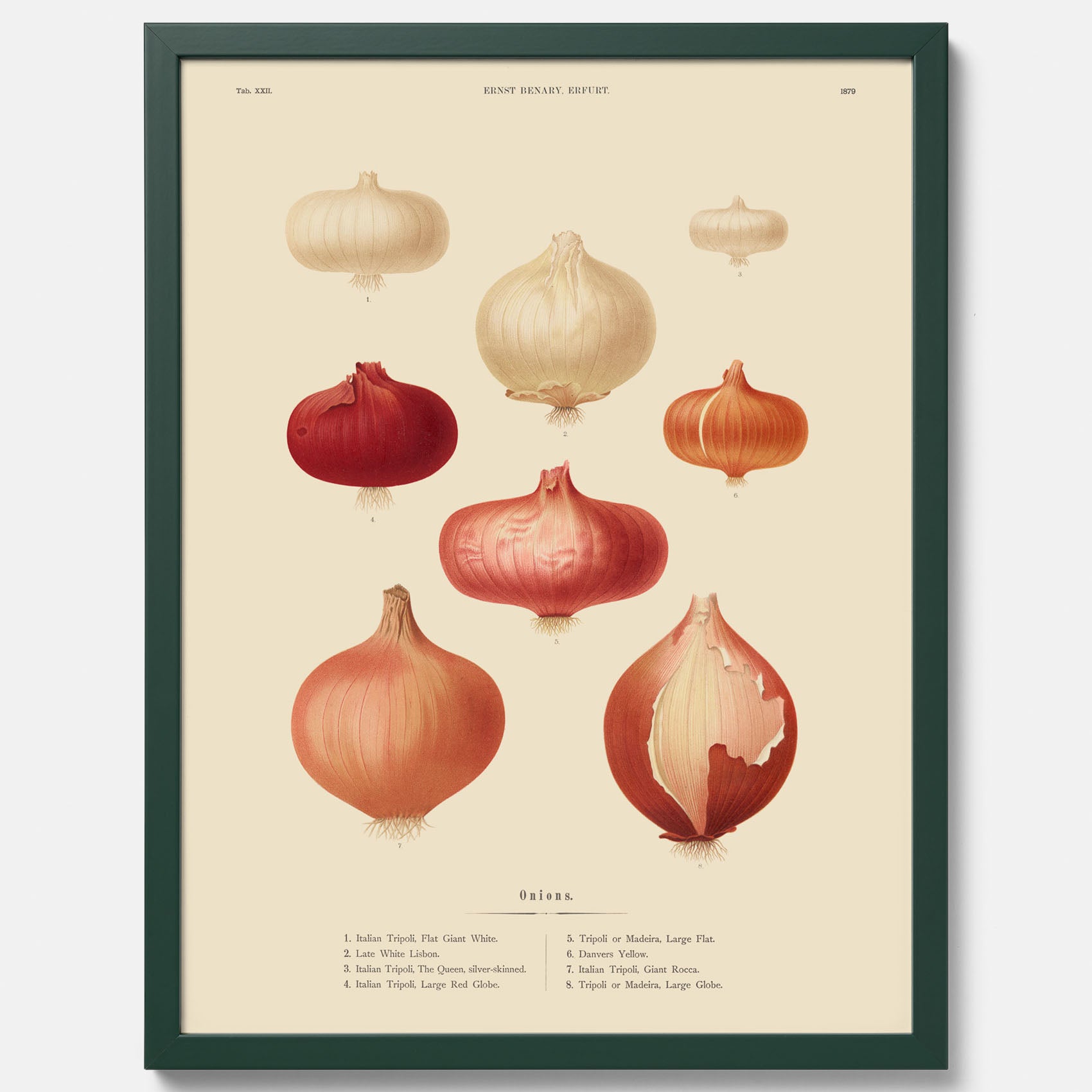 Kökstavla med lökar poster – Plansch med lökar, lökposter av Ernst Benary, tavla med lök, skolposter, köksposter, poster till kök