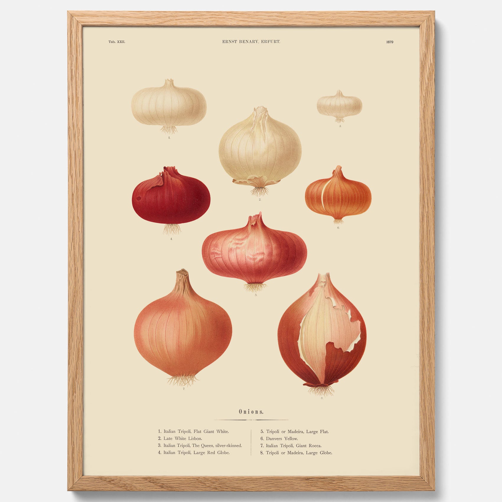 Kökstavla med lökar poster – Plansch med lökar, lökposter av Ernst Benary, tavla med lök, skolposter, köksposter, poster till kök