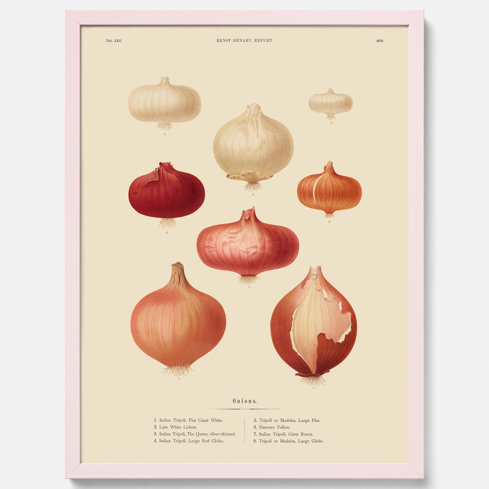 Kökstavla med lökar poster – Plansch med lökar, lökposter av Ernst Benary, tavla med lök, skolposter, köksposter, poster till kök