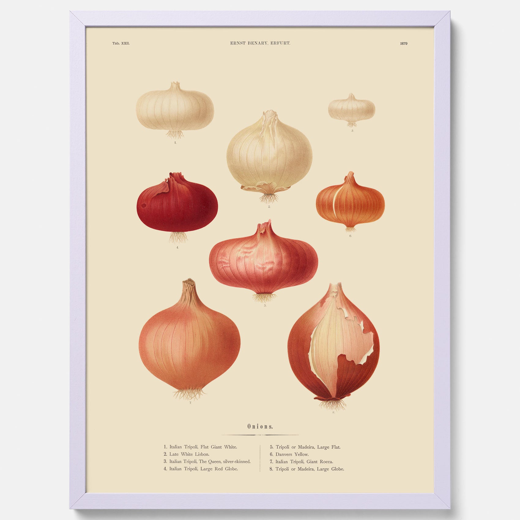 Kökstavla med lökar poster – Plansch med lökar, lökposter av Ernst Benary, tavla med lök, skolposter, köksposter, poster till kök