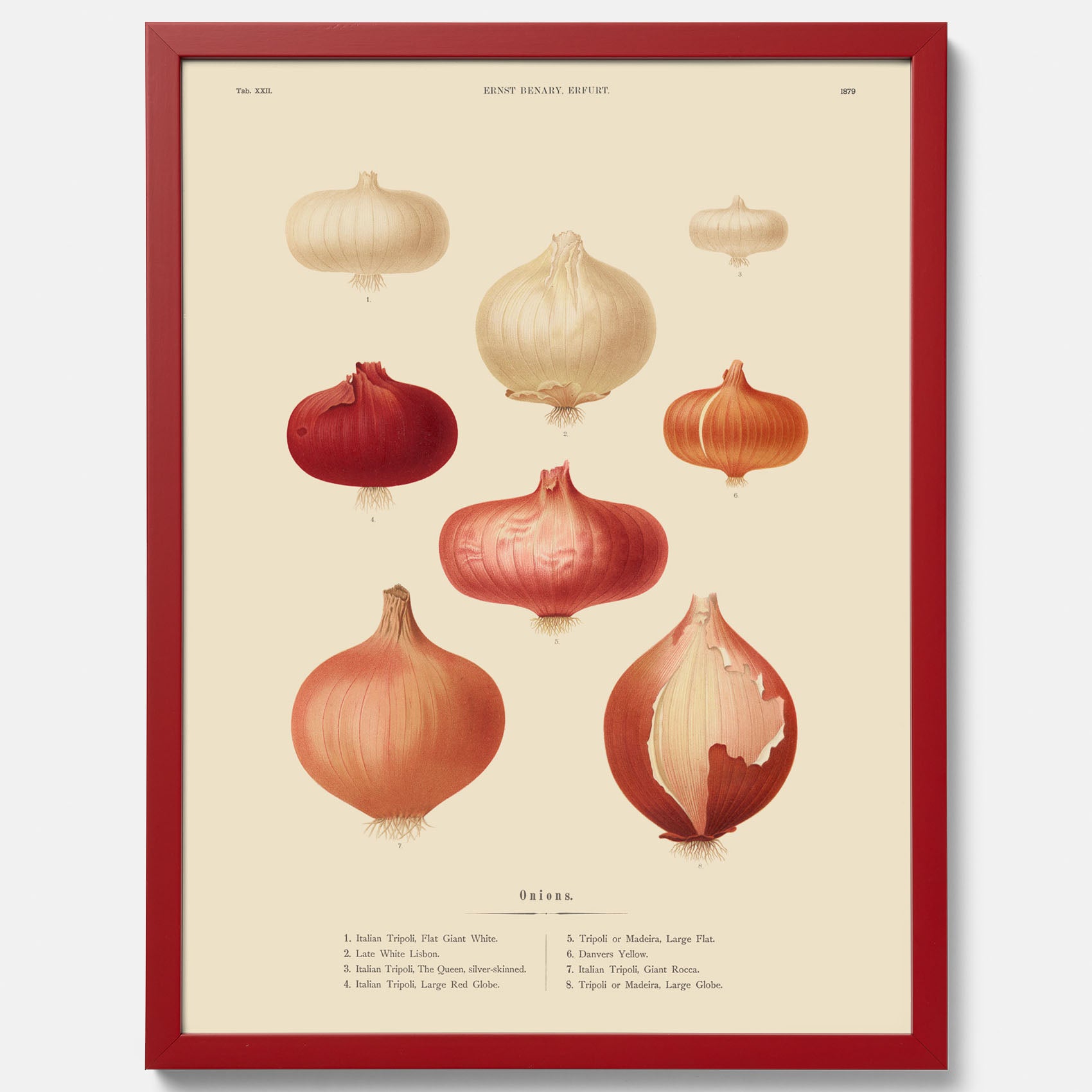 Kökstavla med lökar poster – Plansch med lökar, lökposter av Ernst Benary, tavla med lök, skolposter, köksposter, poster till kök