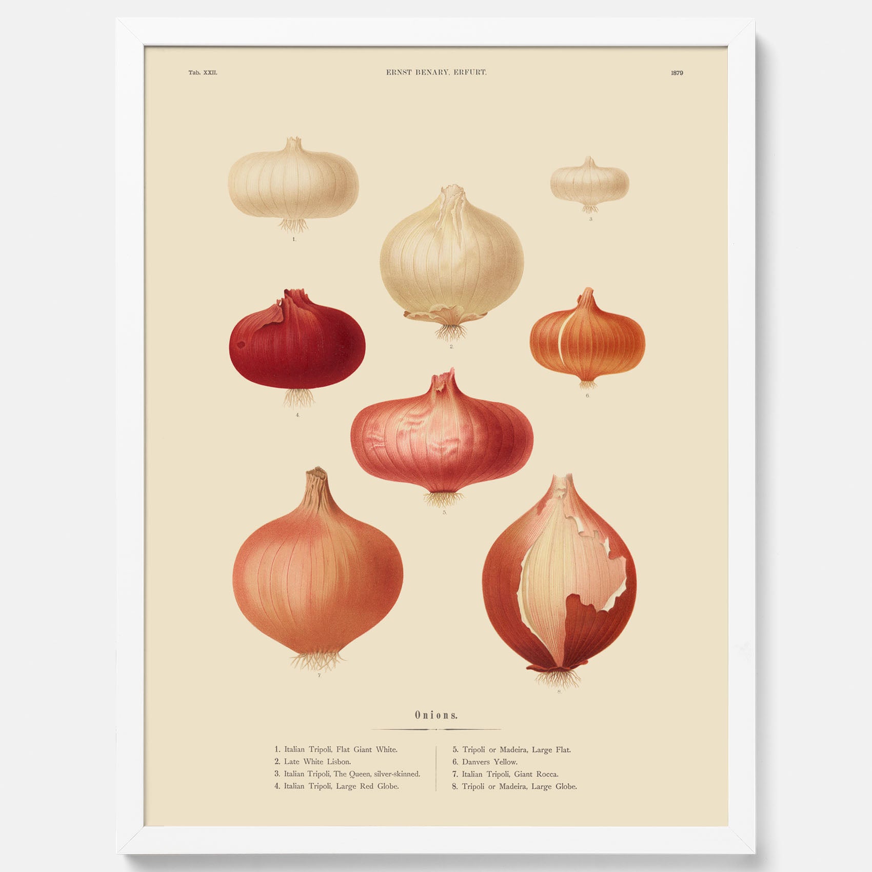 Kökstavla med lökar poster – Plansch med lökar, lökposter av Ernst Benary, tavla med lök, skolposter, köksposter, poster till kök