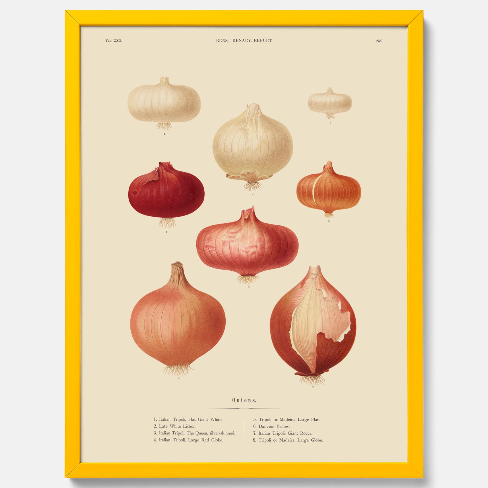 Kökstavla med lökar poster – Plansch med lökar, lökposter av Ernst Benary, tavla med lök, skolposter, köksposter, poster till kök