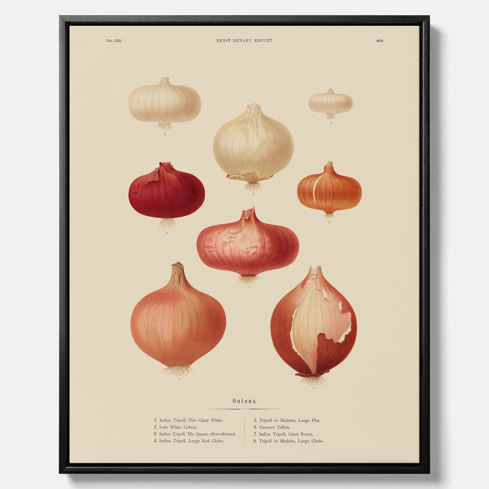 Kökstavla med lökar poster – Canvastavla med lökar, lökposter av Ernst Benary, tavla med lök, skolposter, köksposter, poster till kök