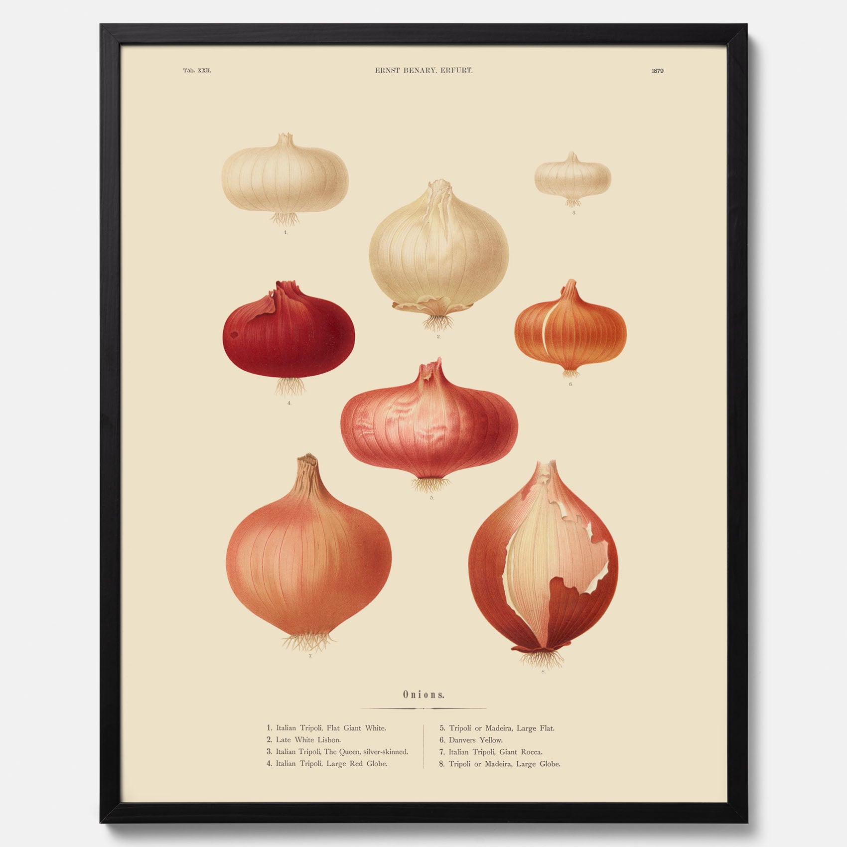 Kökstavla med lökar poster – Plansch med lökar, lökposter av Ernst Benary, tavla med lök, skolposter, köksposter, poster till kök