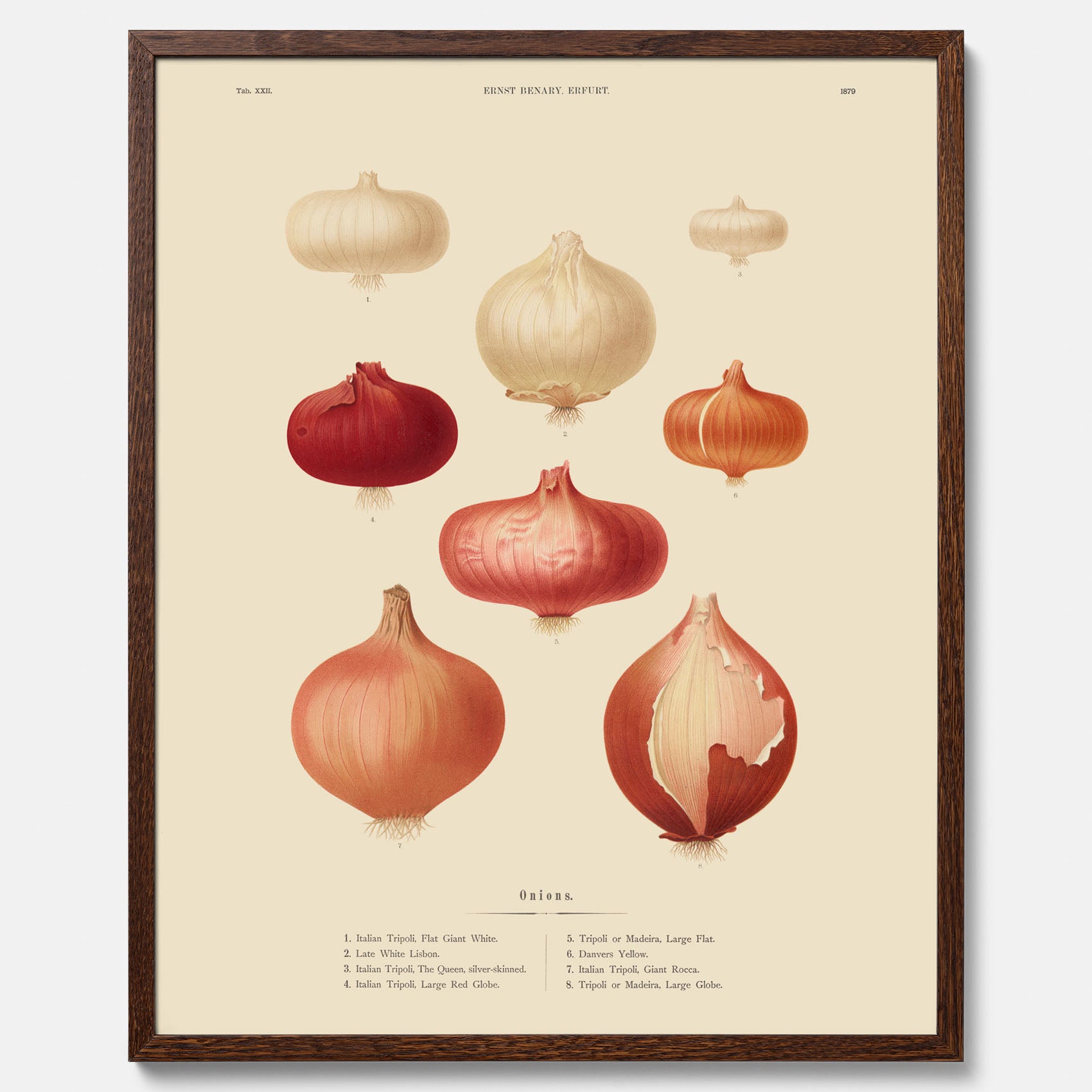 Kökstavla med lökar poster – Plansch med lökar, lökposter av Ernst Benary, tavla med lök, skolposter, köksposter, poster till kök