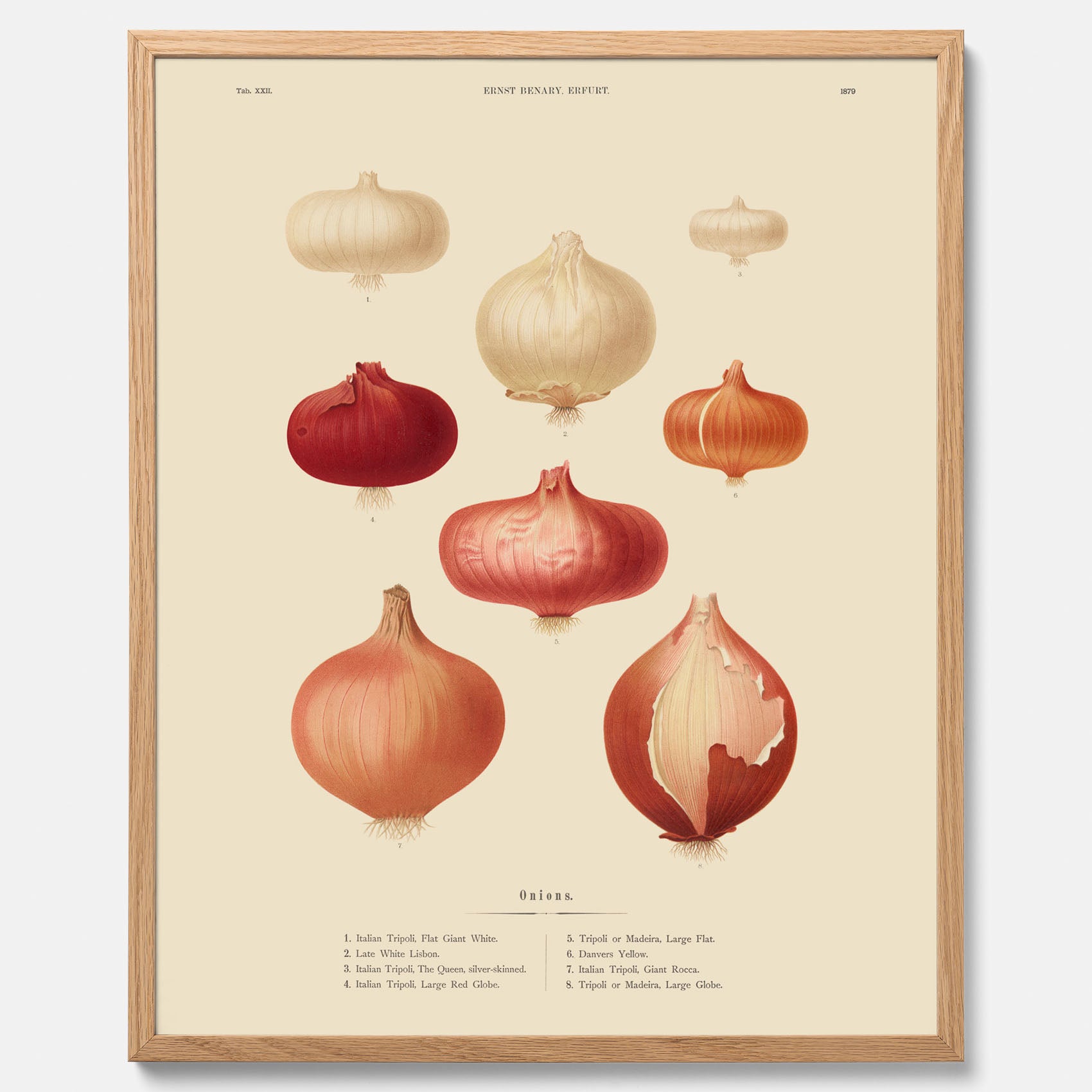 Kökstavla med lökar poster – Plansch med lökar, lökposter av Ernst Benary, tavla med lök, skolposter, köksposter, poster till kök