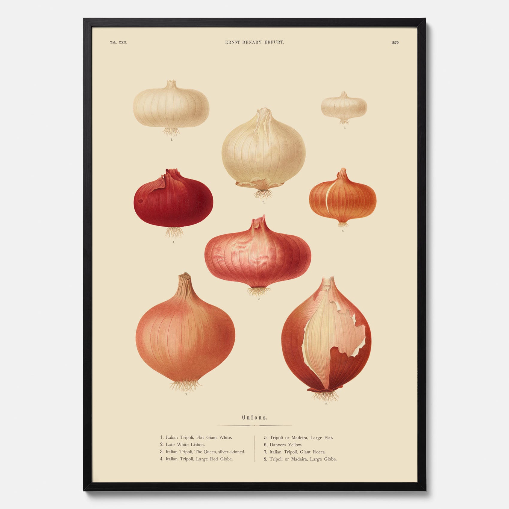 Kökstavla med lökar poster – Plansch med lökar, lökposter av Ernst Benary, tavla med lök, skolposter, köksposter, poster till kök