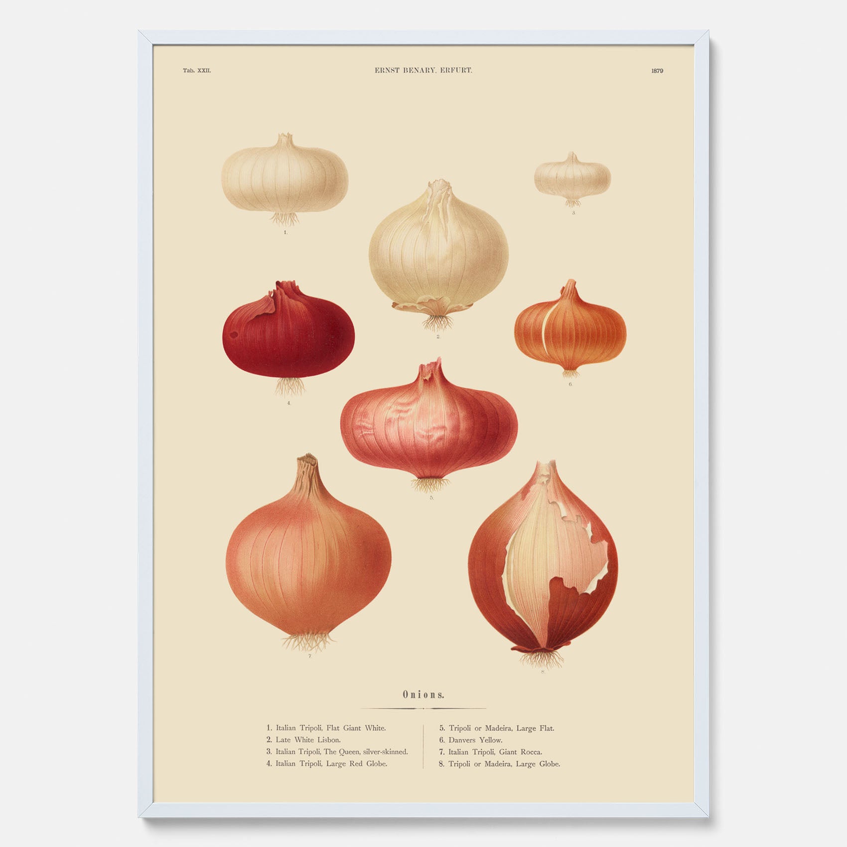 Kökstavla med lökar poster – Plansch med lökar, lökposter av Ernst Benary, tavla med lök, skolposter, köksposter, poster till kök