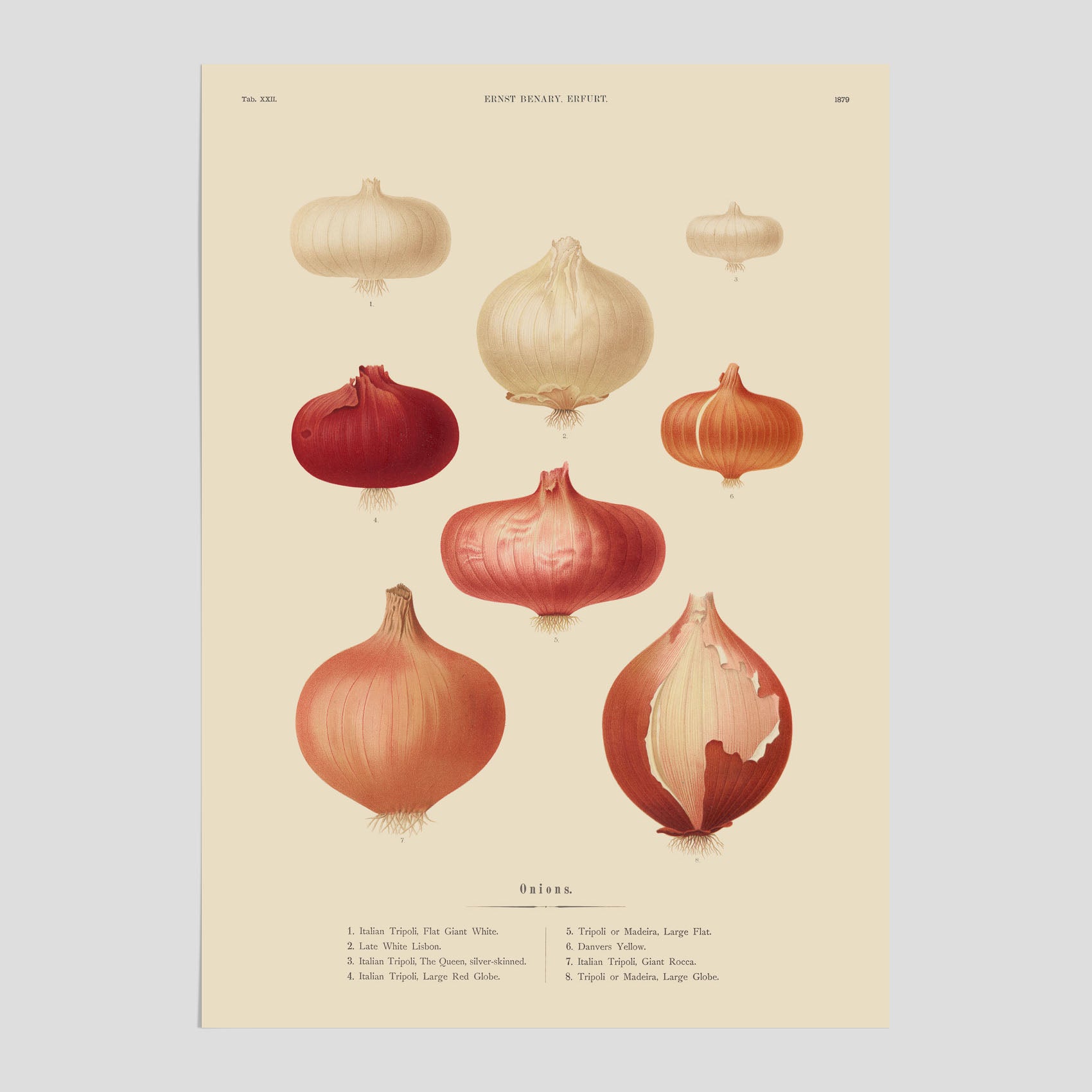 Kökstavla med lökar poster – Plansch med lökar, lökposter av Ernst Benary, tavla med lök, skolposter, köksposter, poster till kök