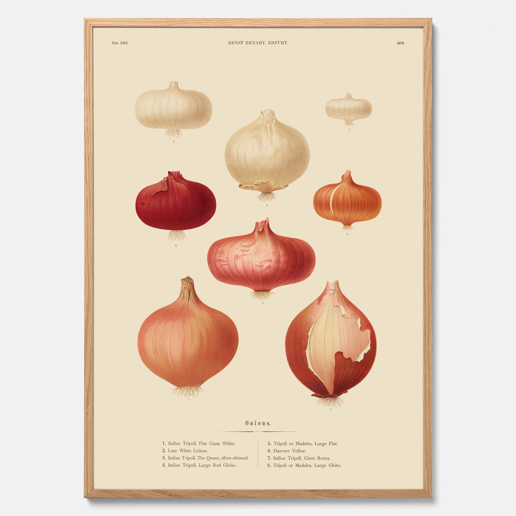 Kökstavla med lökar poster – Plansch med lökar, lökposter av Ernst Benary, tavla med lök, skolposter, köksposter, poster till kök