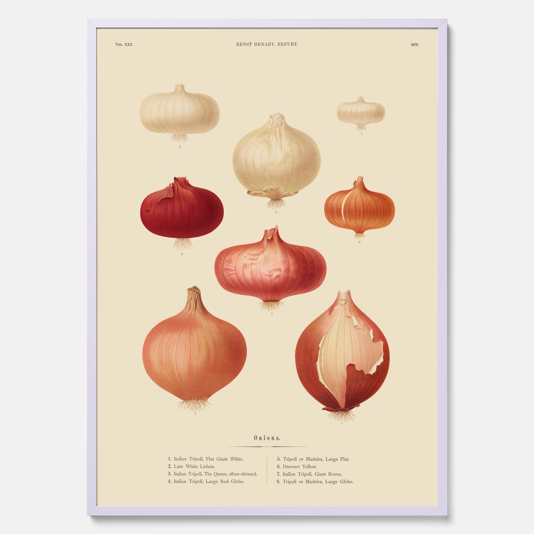 Kökstavla med lökar poster – Plansch med lökar, lökposter av Ernst Benary, tavla med lök, skolposter, köksposter, poster till kök