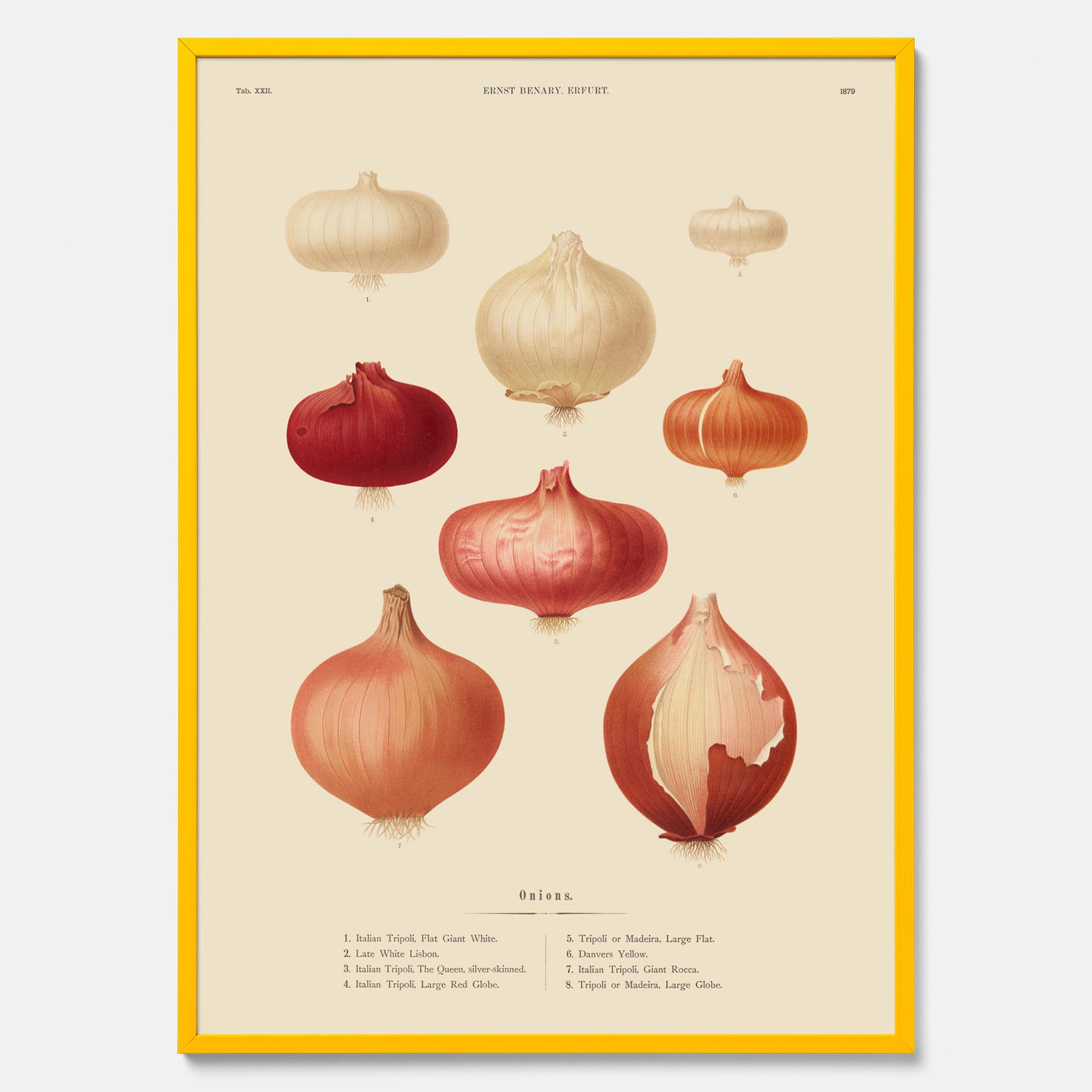 Kökstavla med lökar poster – Plansch med lökar, lökposter av Ernst Benary, tavla med lök, skolposter, köksposter, poster till kök