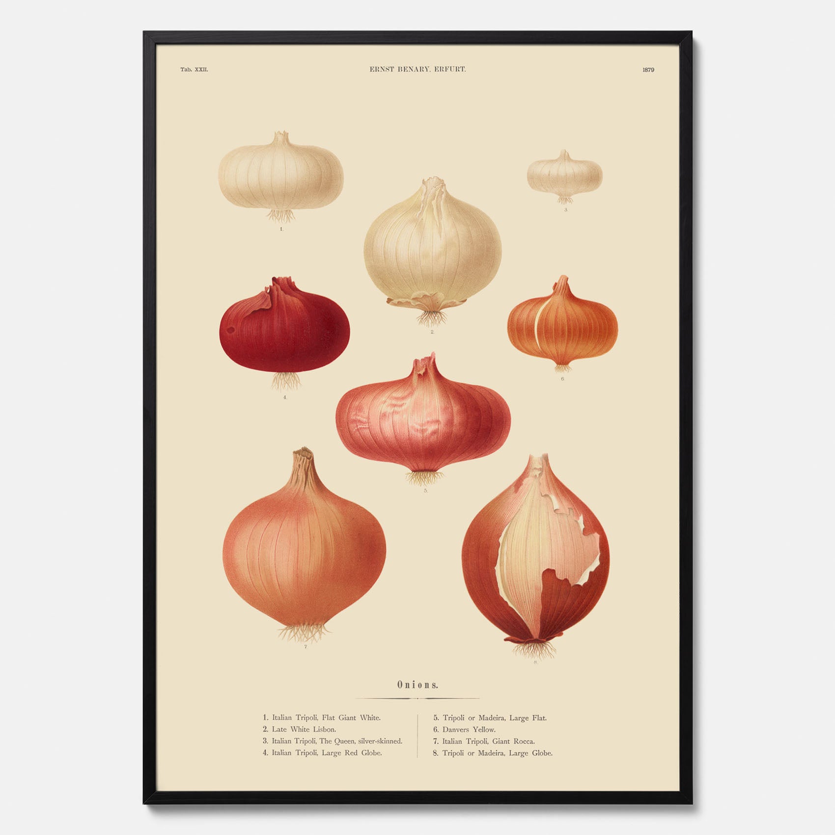 Kökstavla med lökar poster – Plansch med lökar, lökposter av Ernst Benary, tavla med lök, skolposter, köksposter, poster till kök