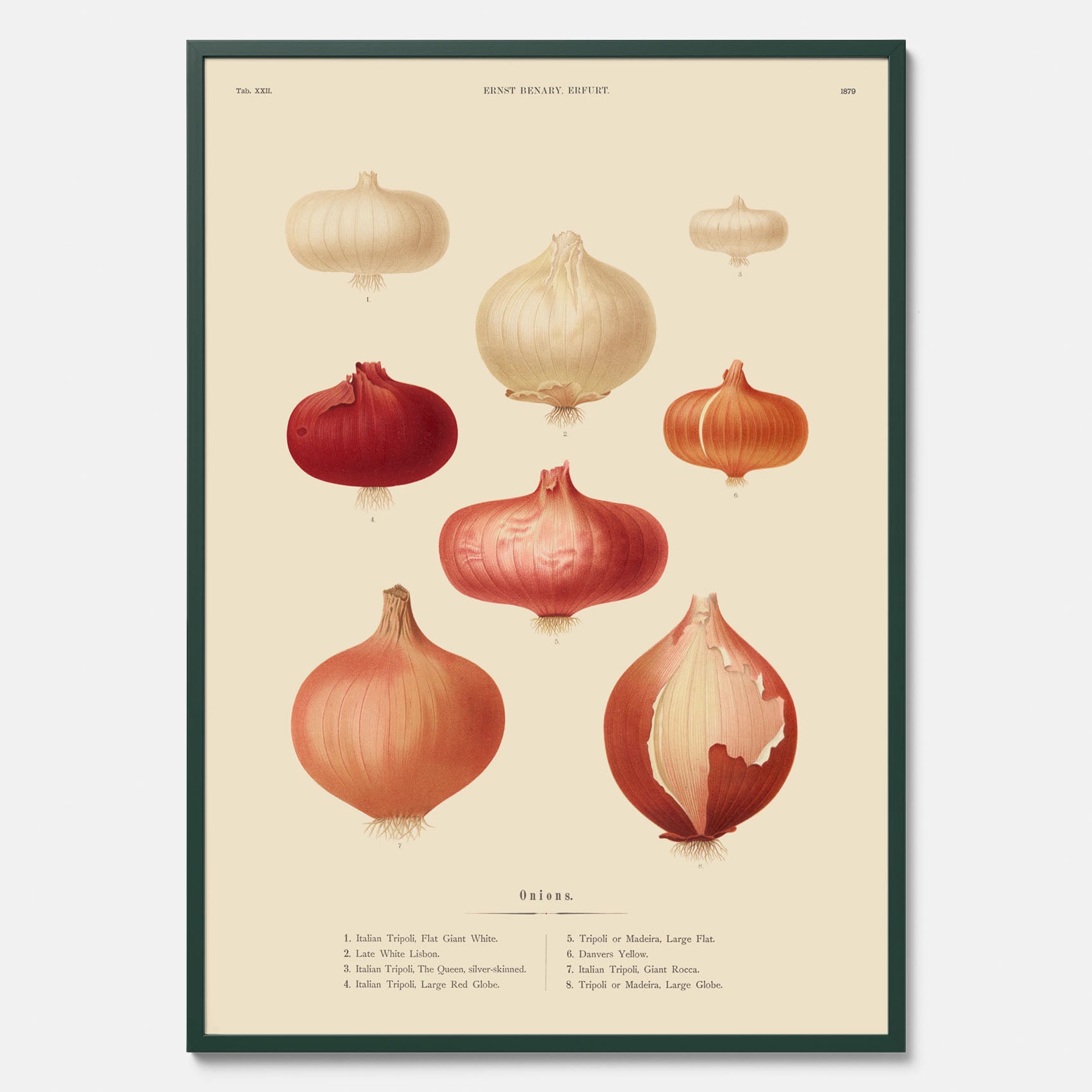 Kökstavla med lökar poster – Plansch med lökar, lökposter av Ernst Benary, tavla med lök, skolposter, köksposter, poster till kök