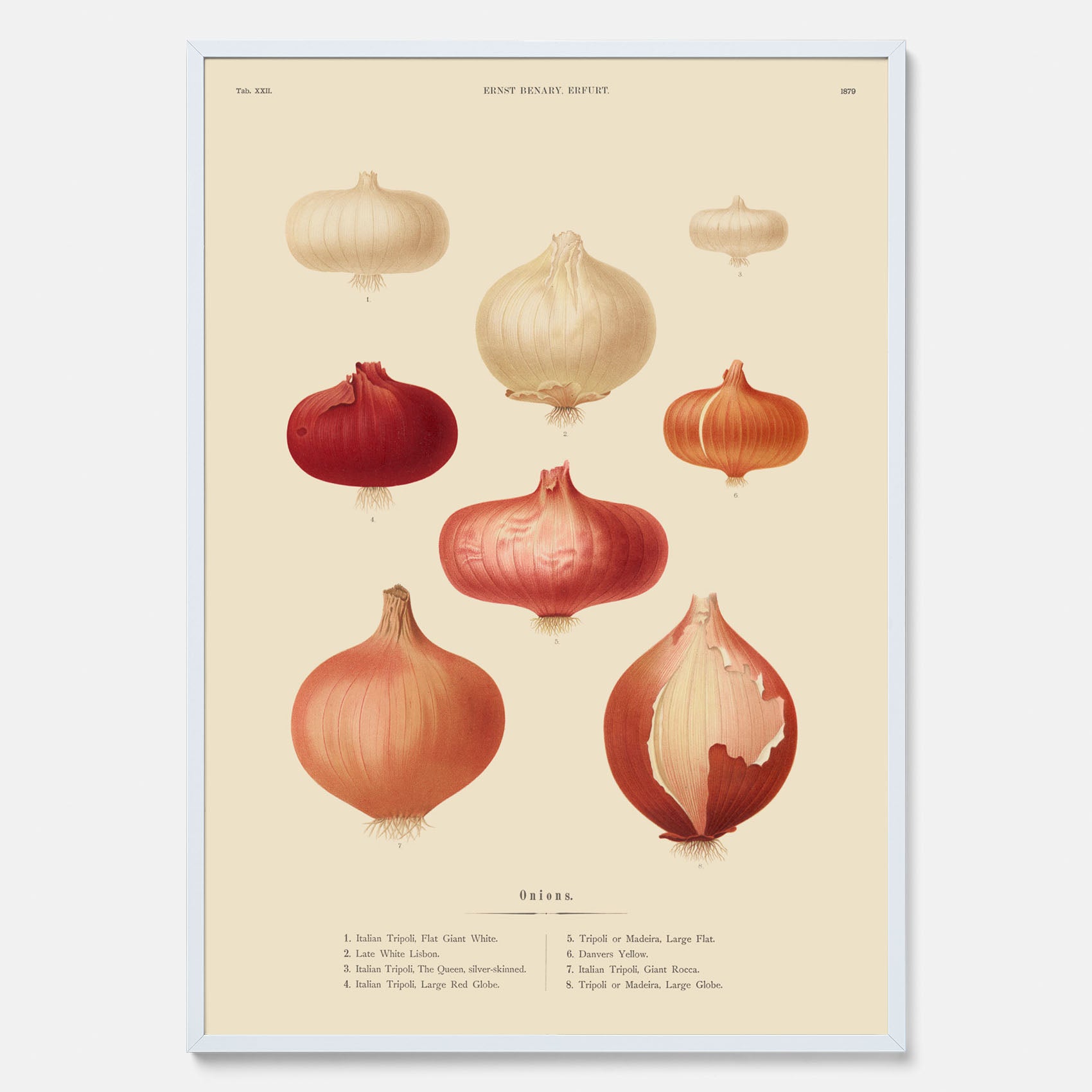 Kökstavla med lökar poster – Plansch med lökar, lökposter av Ernst Benary, tavla med lök, skolposter, köksposter, poster till kök